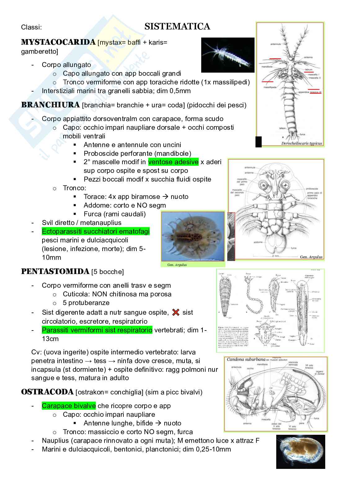 Zoologia sistematica Pag. 21