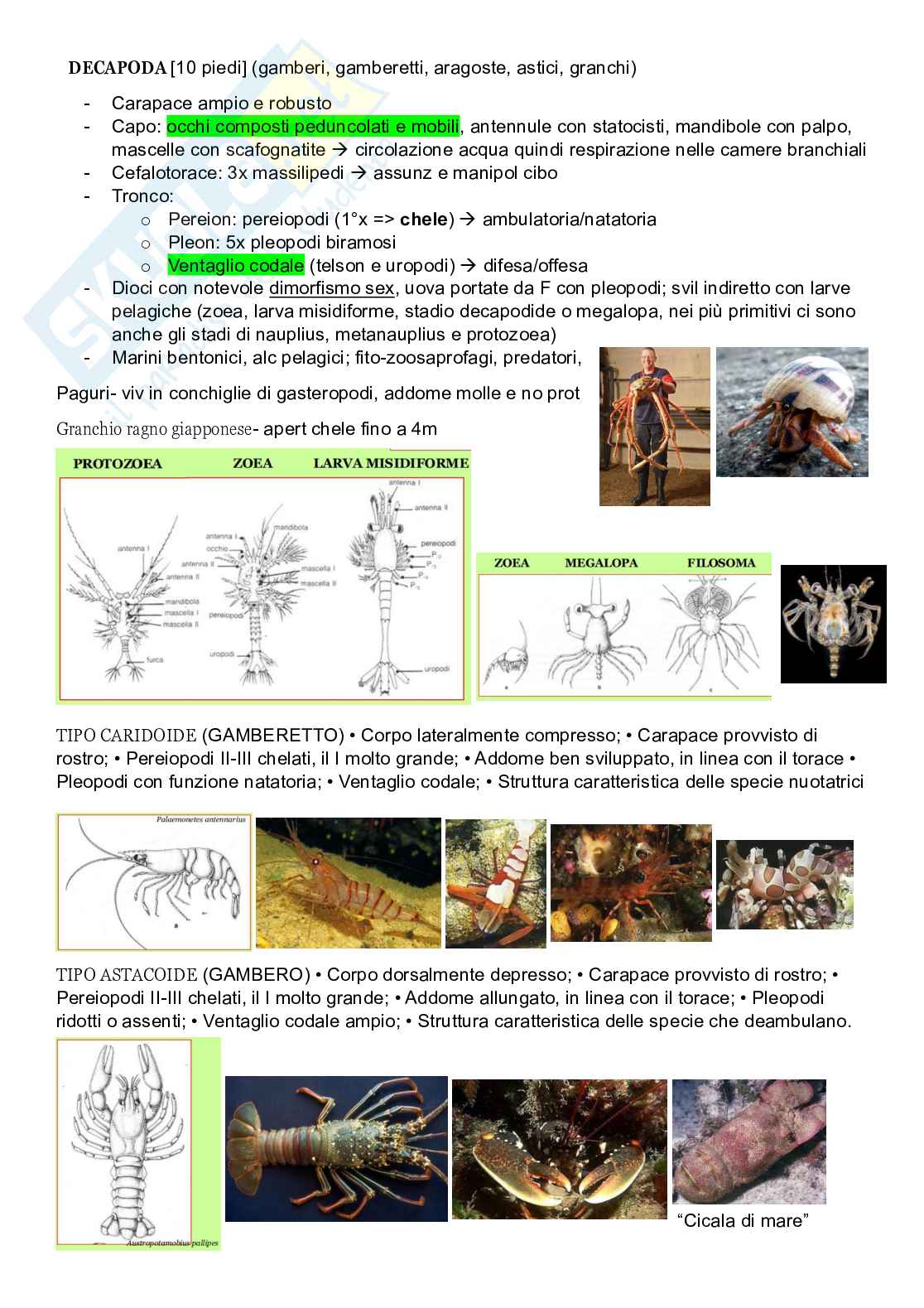 Zoologia sistematica Pag. 26