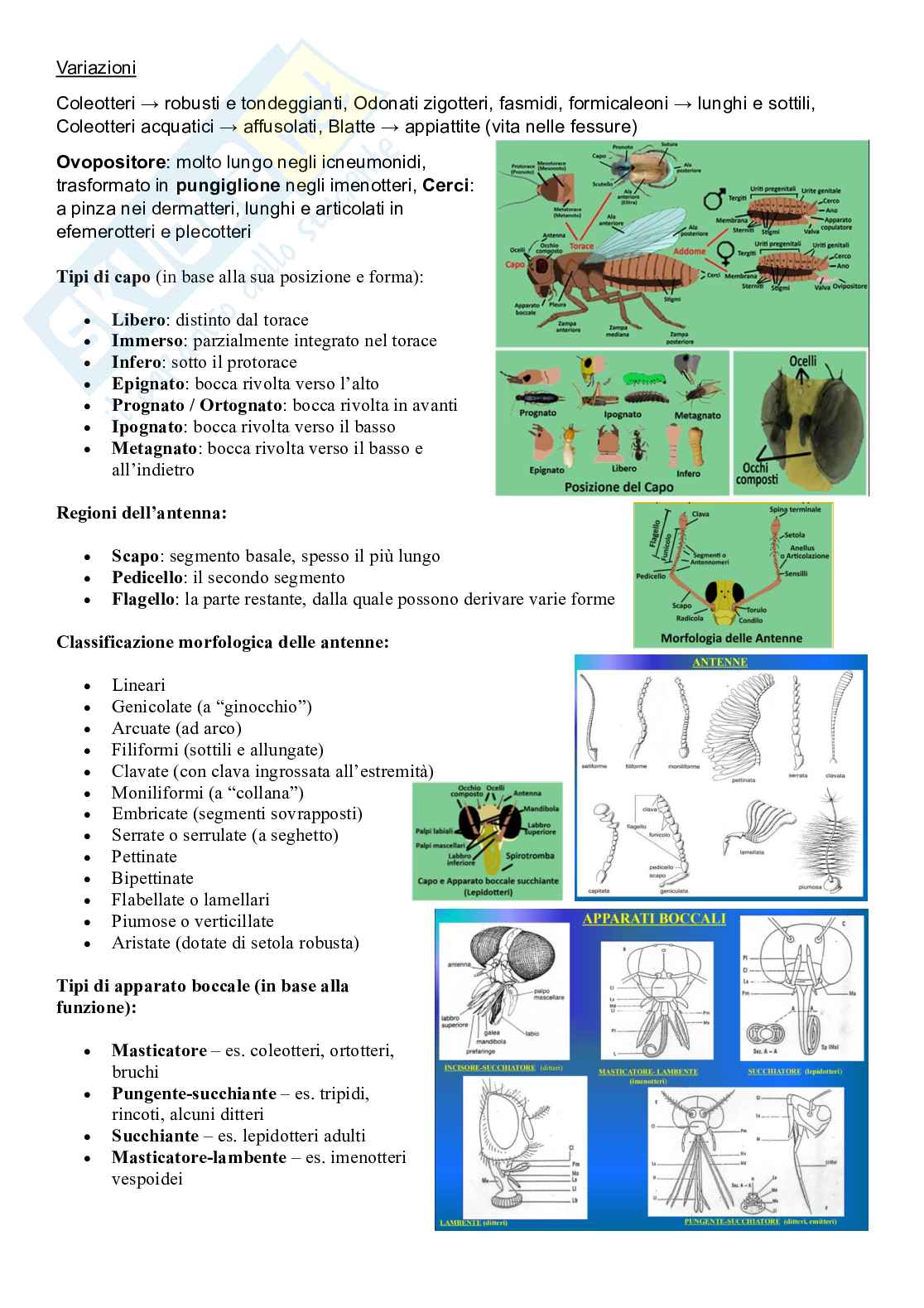 Zoologia sistematica Pag. 31