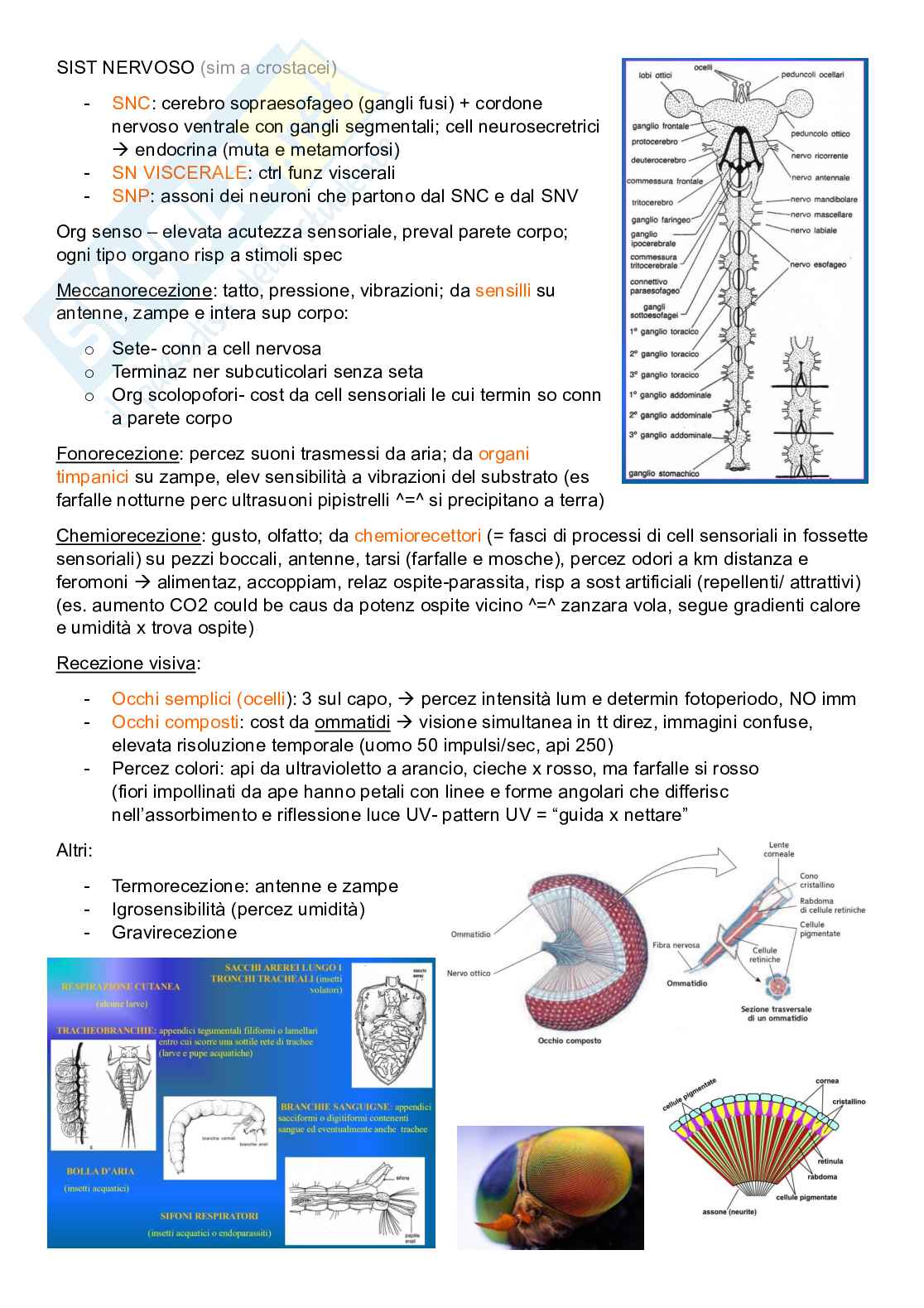 Zoologia sistematica Pag. 36