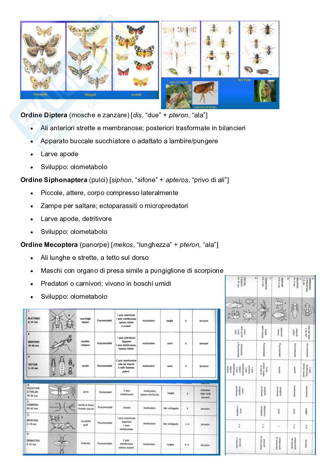 Zoologia sistematica Pag. 46