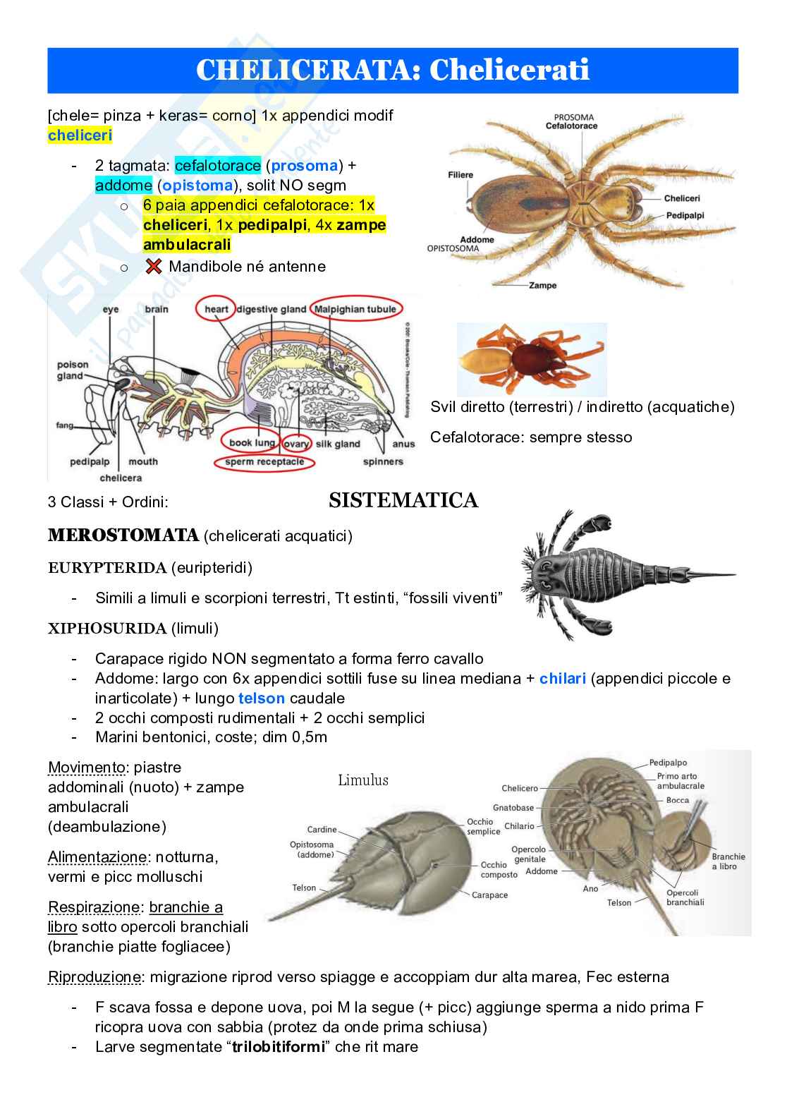 Zoologia sistematica Pag. 6