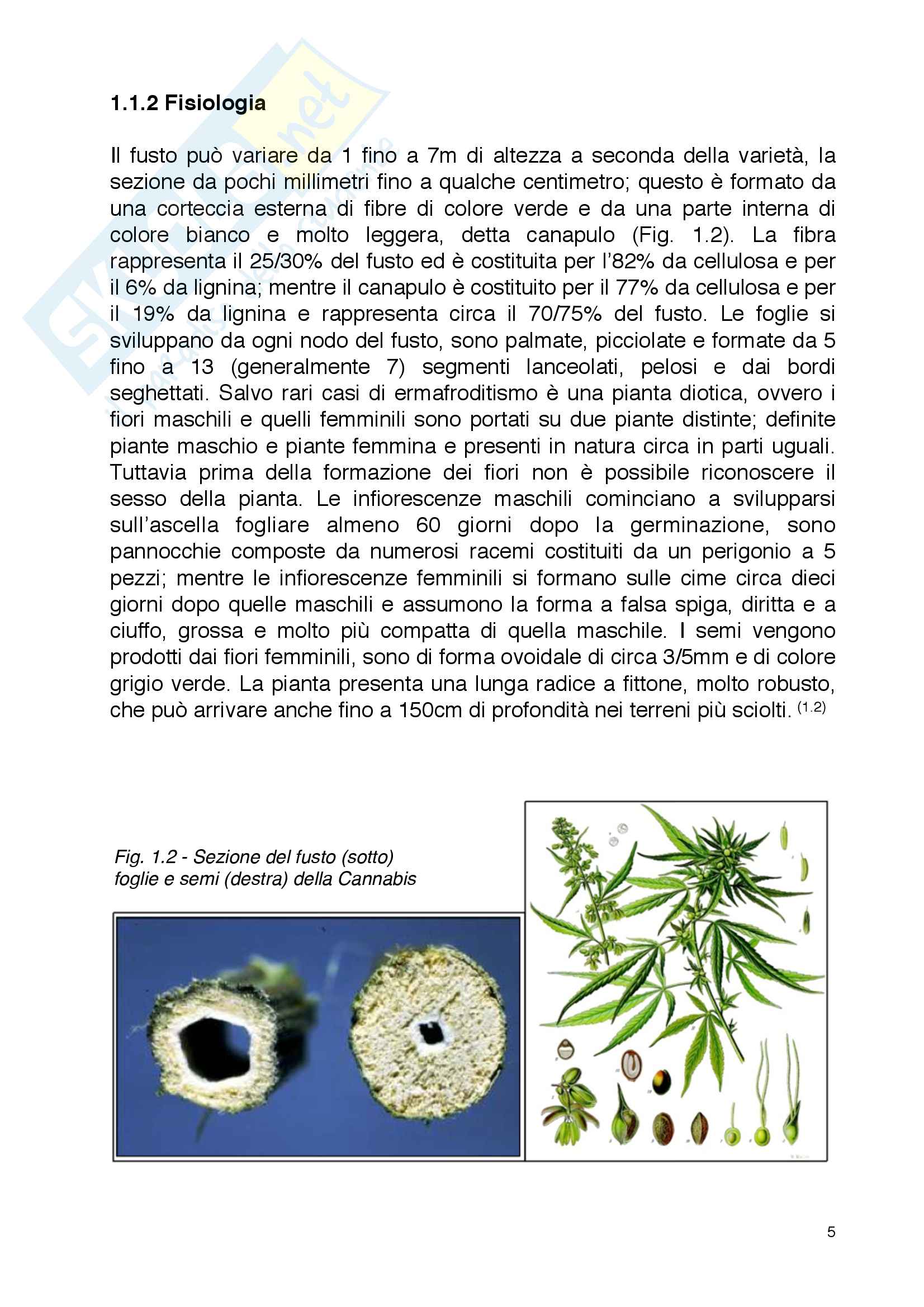 Utilizzazione delle fibre di canapa in edilizia - Tesi di laurea triennale in Ingegneria Civile Pag. 6