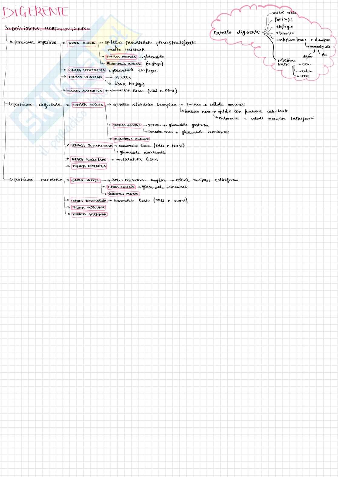Mappe sull'apparato digerente Pag. 1