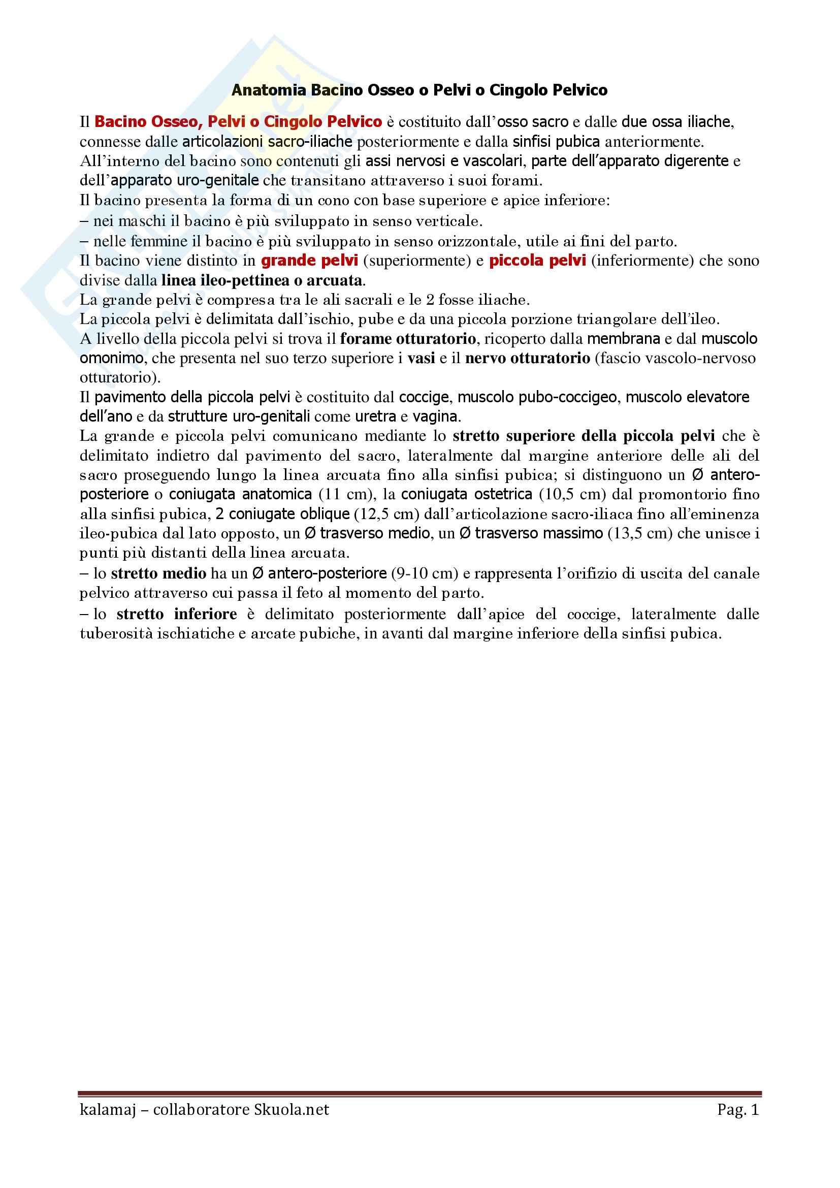 Anatomia umana -  Bacino Osseo o Pelvi o Cingolo Pelvico Pag. 1