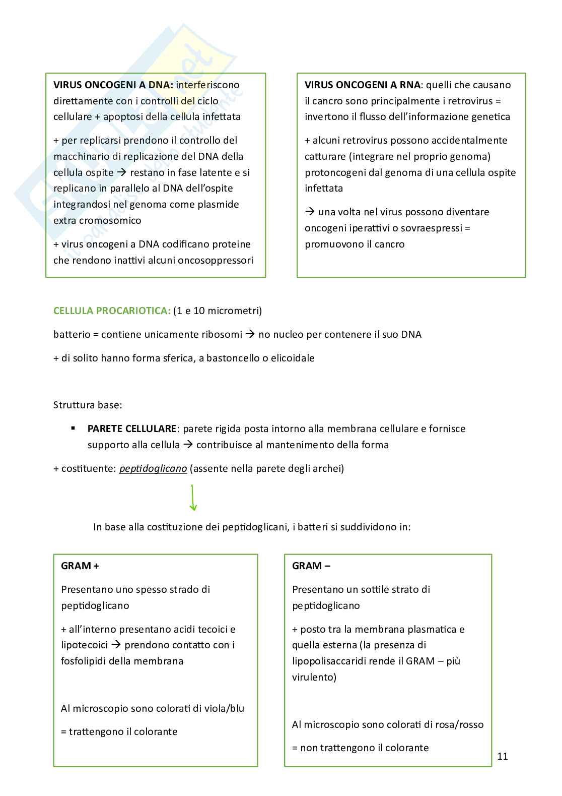 Biologia cellulare per semestre filtro Medicina Pag. 11
