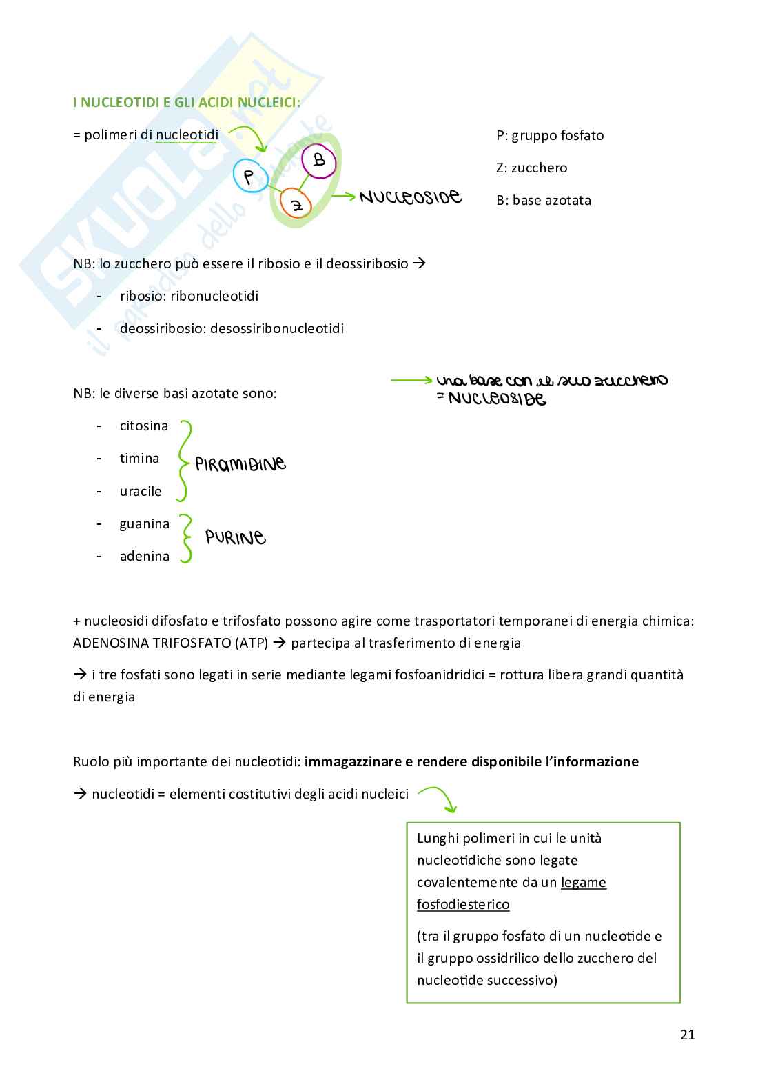 Biologia cellulare per semestre filtro Medicina Pag. 21