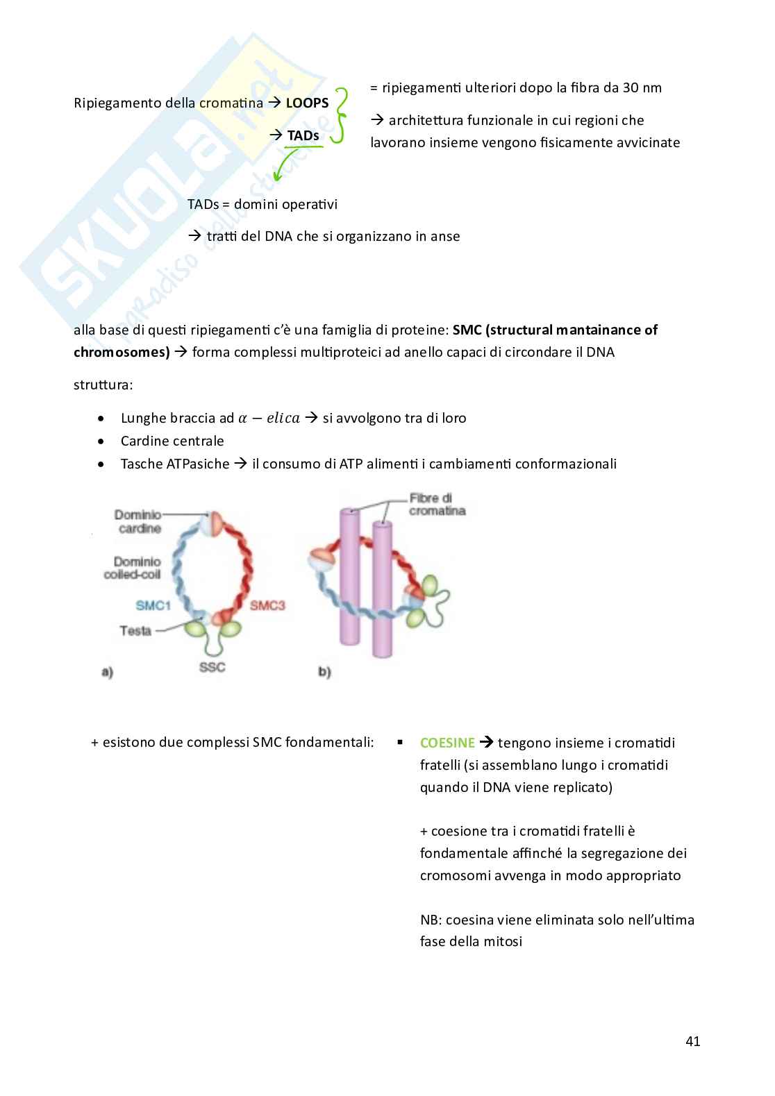 Biologia cellulare per semestre filtro Medicina Pag. 41