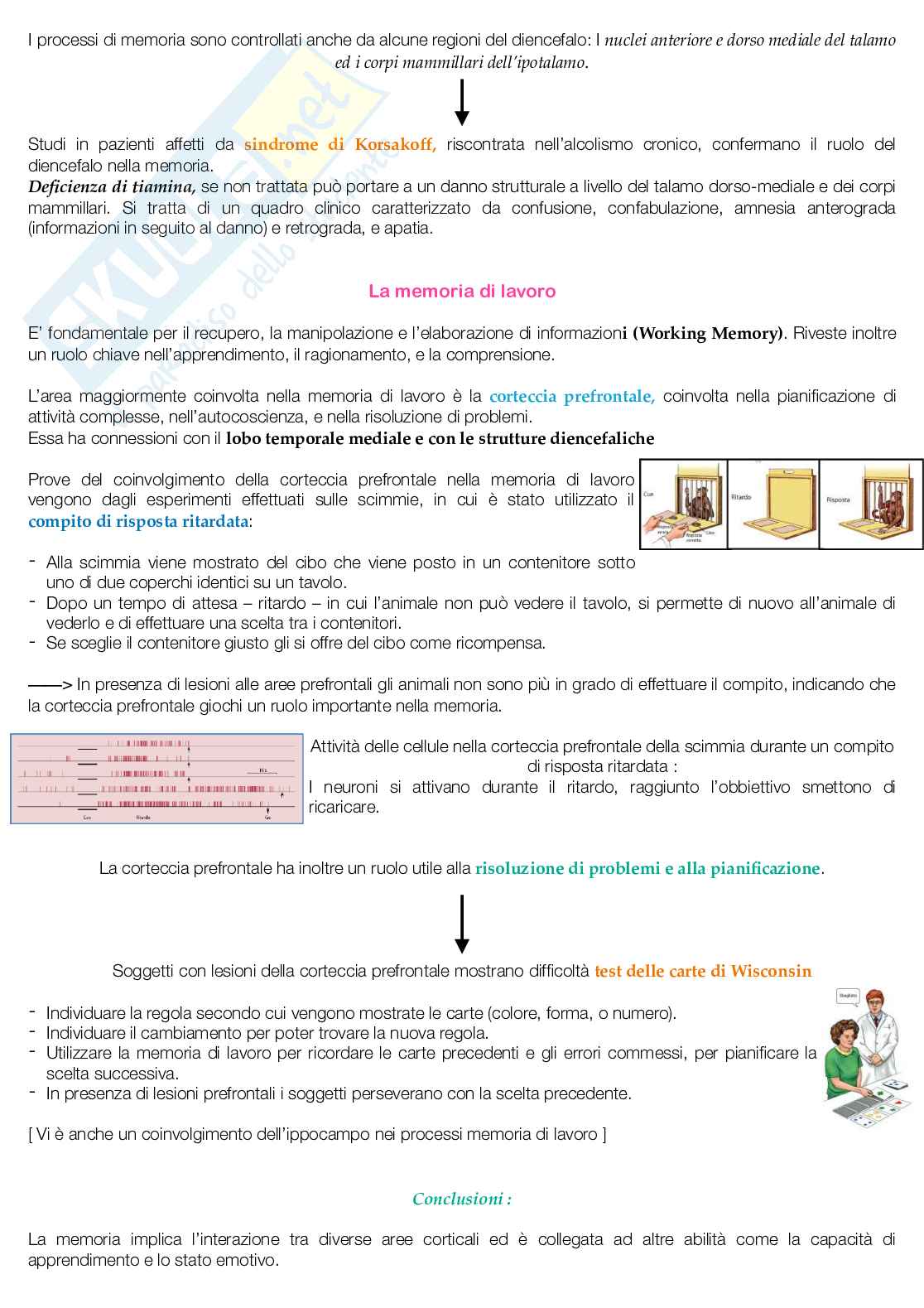 Esame Fondamenti anatomo-fisiologici dell'attività psichica  Pag. 66