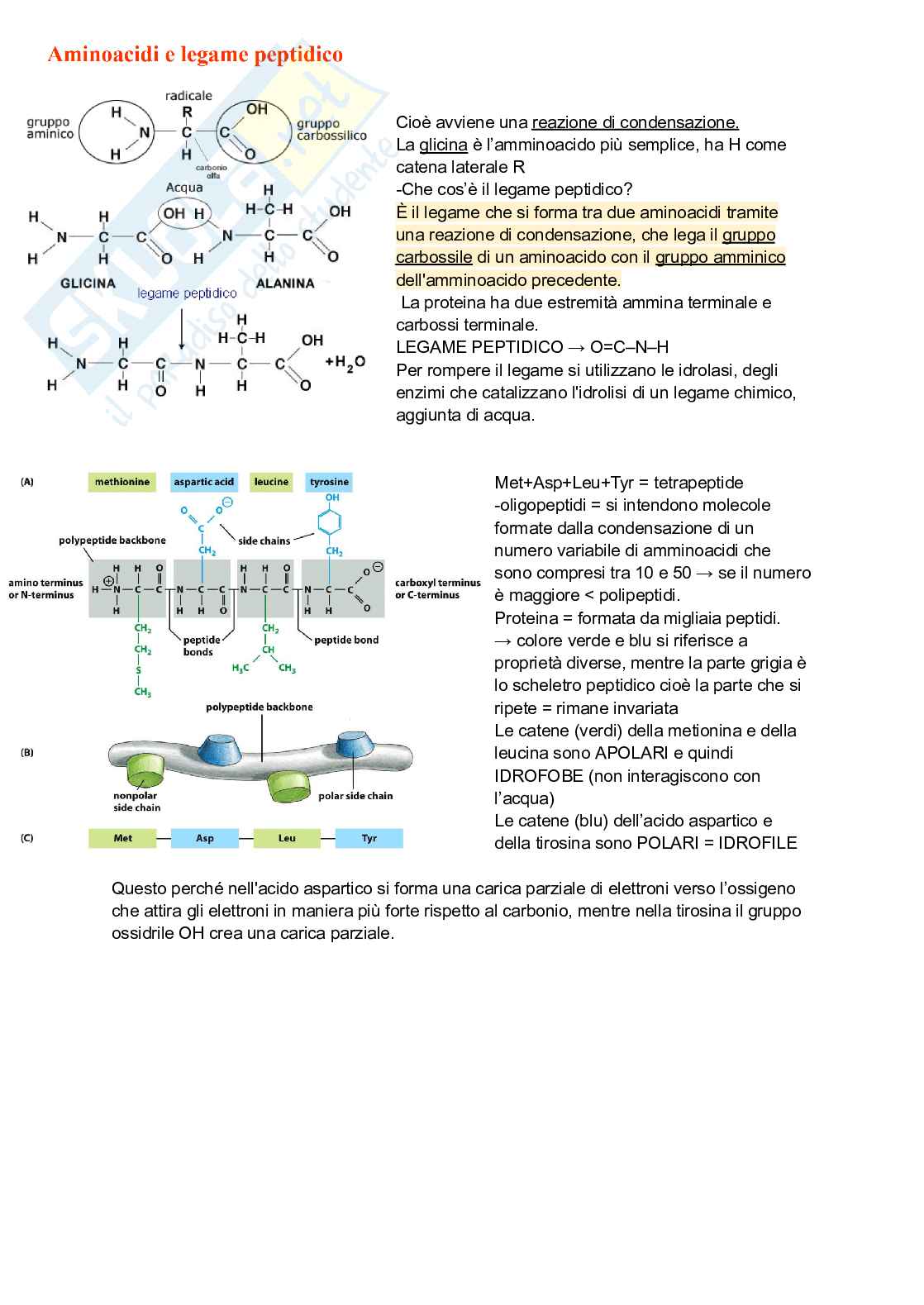 Biologia animale con elementi di biochimica Pag. 16