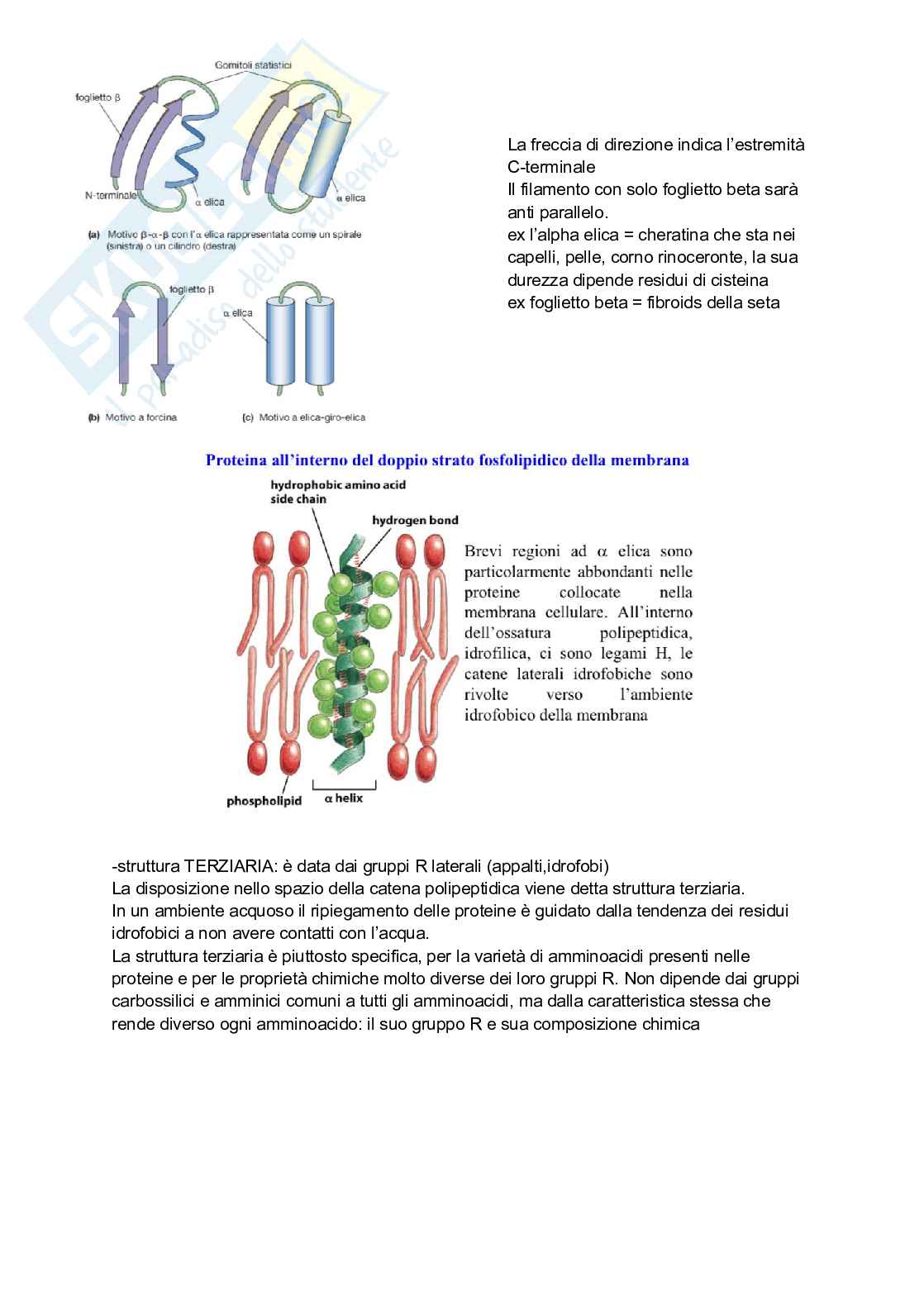 Biologia animale con elementi di biochimica Pag. 21
