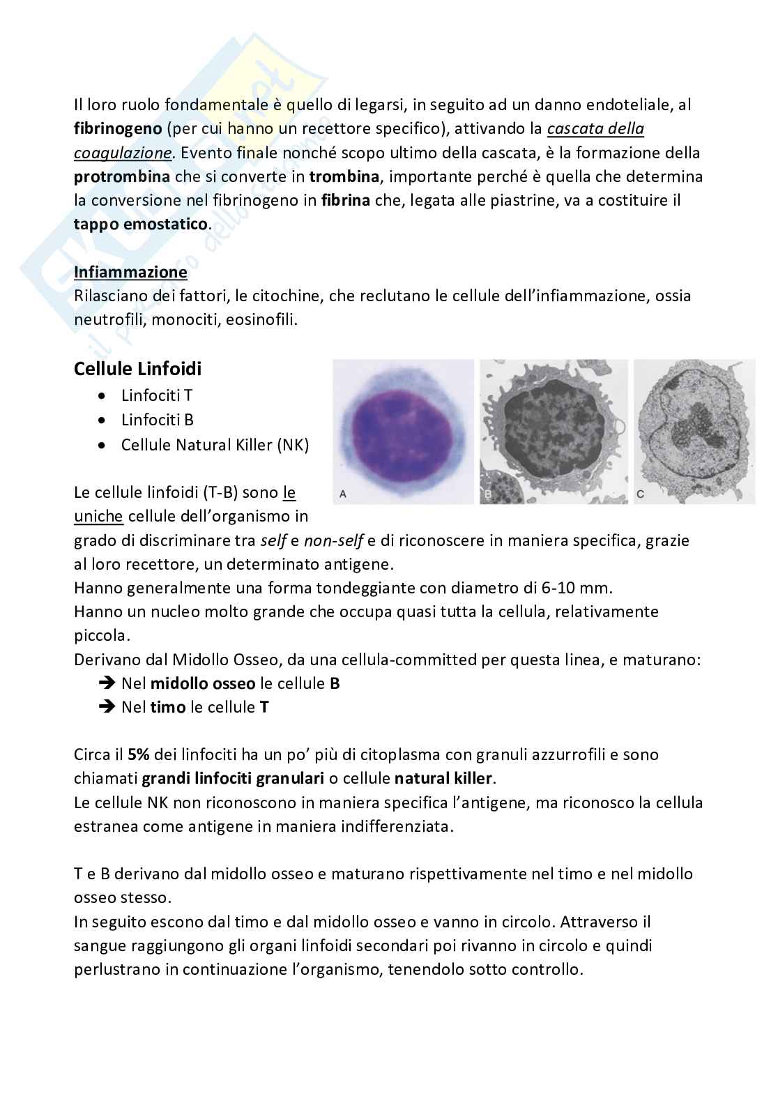 Patologia generale - appunti Pag. 11