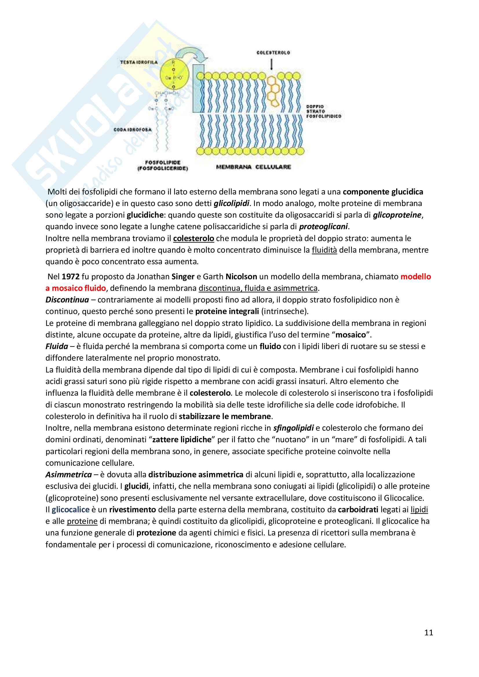 Riassunto di Biologia: utile alla preparazione ai test d'ammissione per le facoltà scientifiche Pag. 11