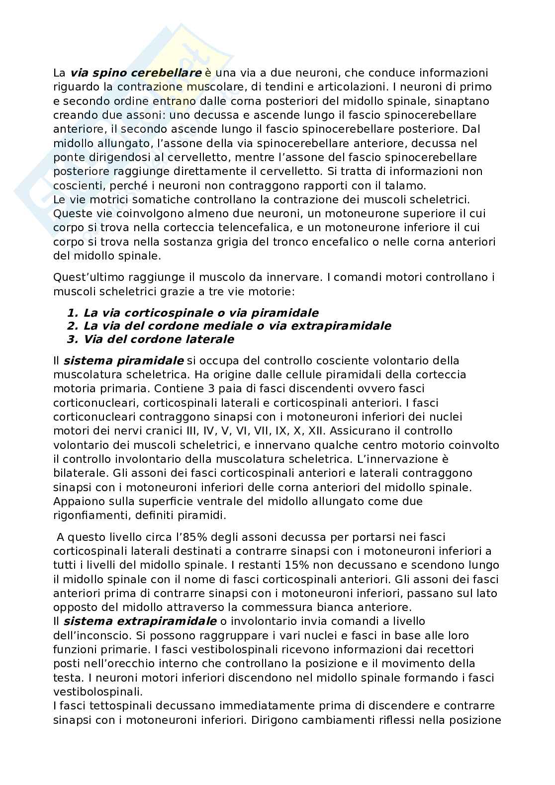 Riassunto esame Anatomia, Prof. Bandiera Pasquale, libro consigliato Anatomia umana, Martini Pag. 16