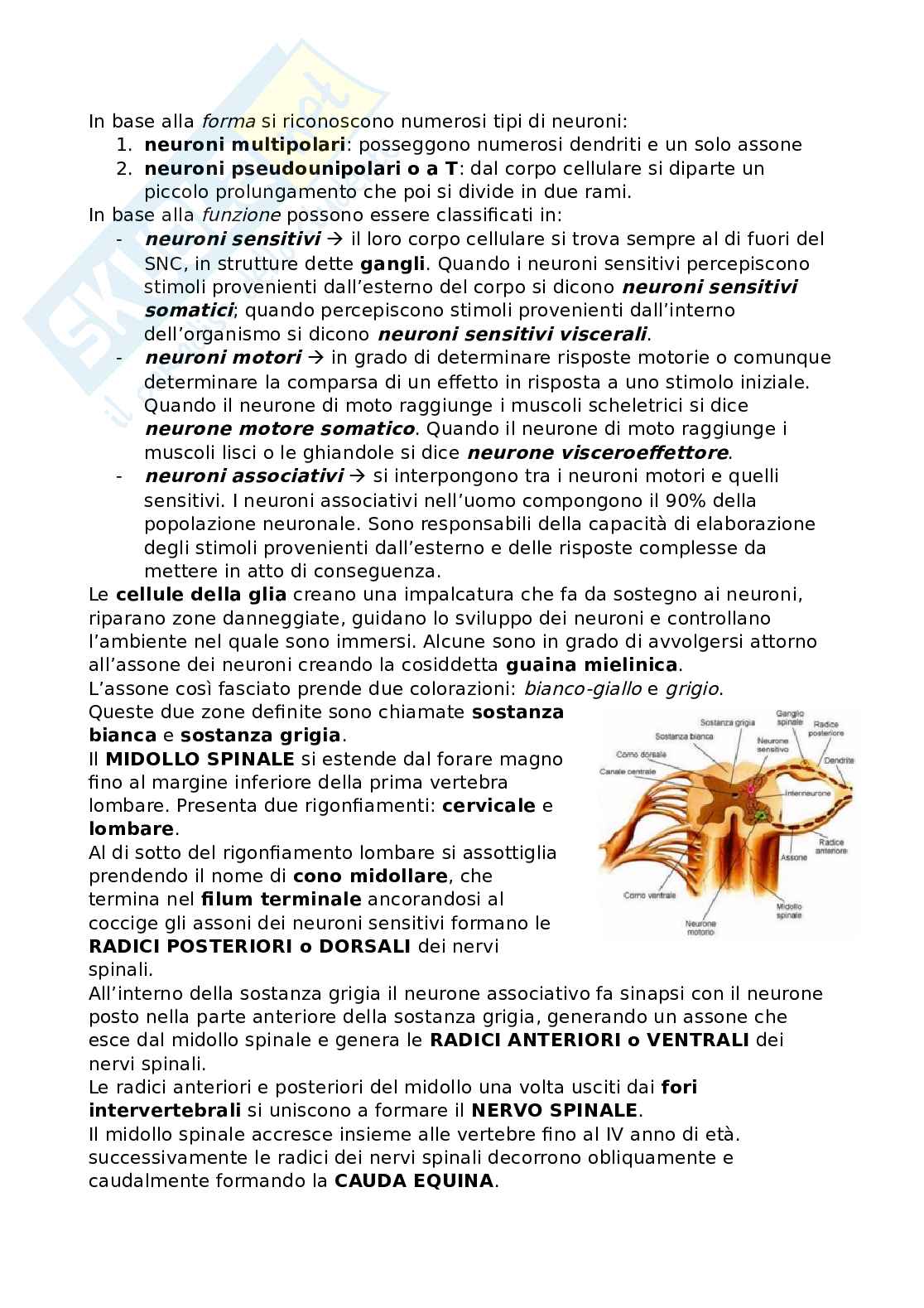 Riassunto esame Anatomia, Prof. Bandiera Pasquale, libro consigliato Anatomia umana, Martini Pag. 2