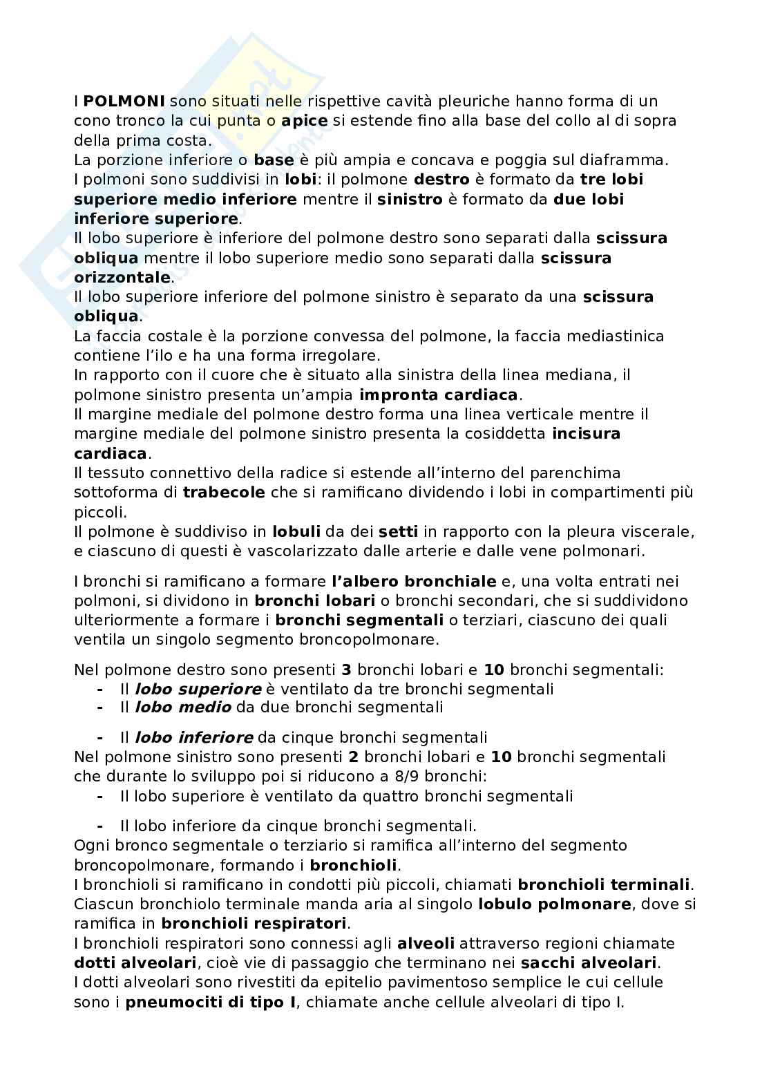 Riassunto esame Anatomia, Prof. Bandiera Pasquale, libro consigliato Anatomia umana, Martini Pag. 21