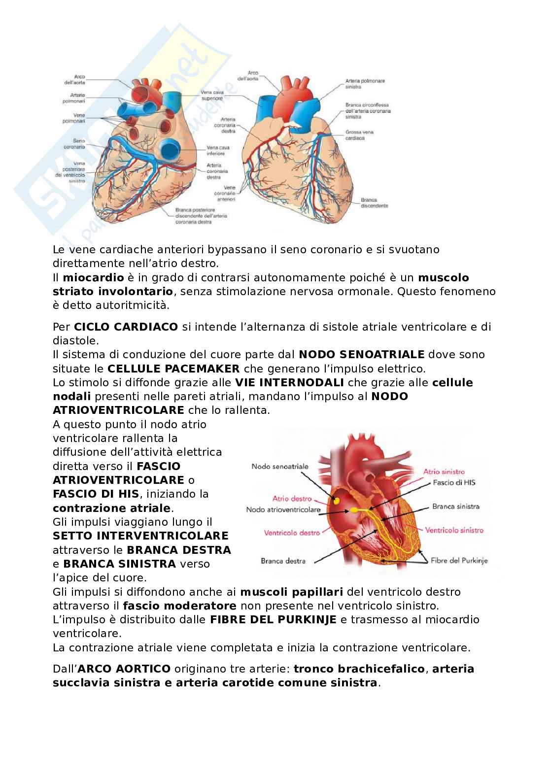 Riassunto esame Anatomia, Prof. Bandiera Pasquale, libro consigliato Anatomia umana, Martini Pag. 26
