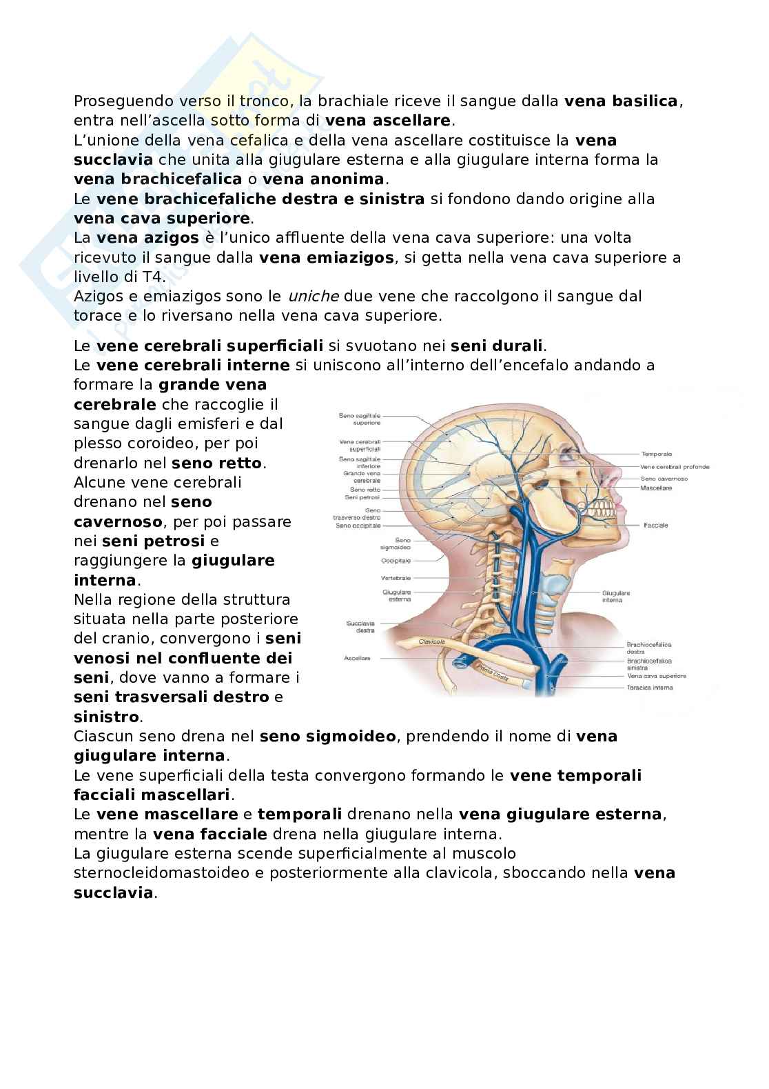 Riassunto esame Anatomia, Prof. Bandiera Pasquale, libro consigliato Anatomia umana, Martini Pag. 31