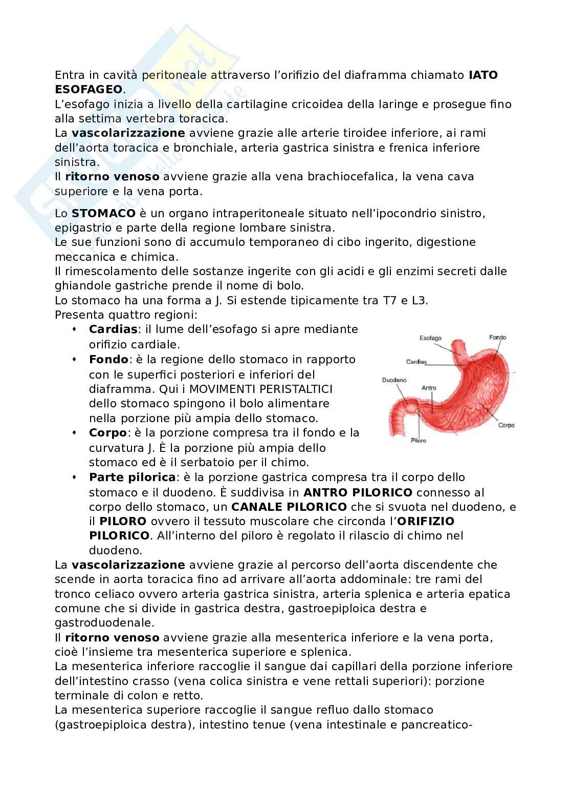 Riassunto esame Anatomia, Prof. Bandiera Pasquale, libro consigliato Anatomia umana, Martini Pag. 36
