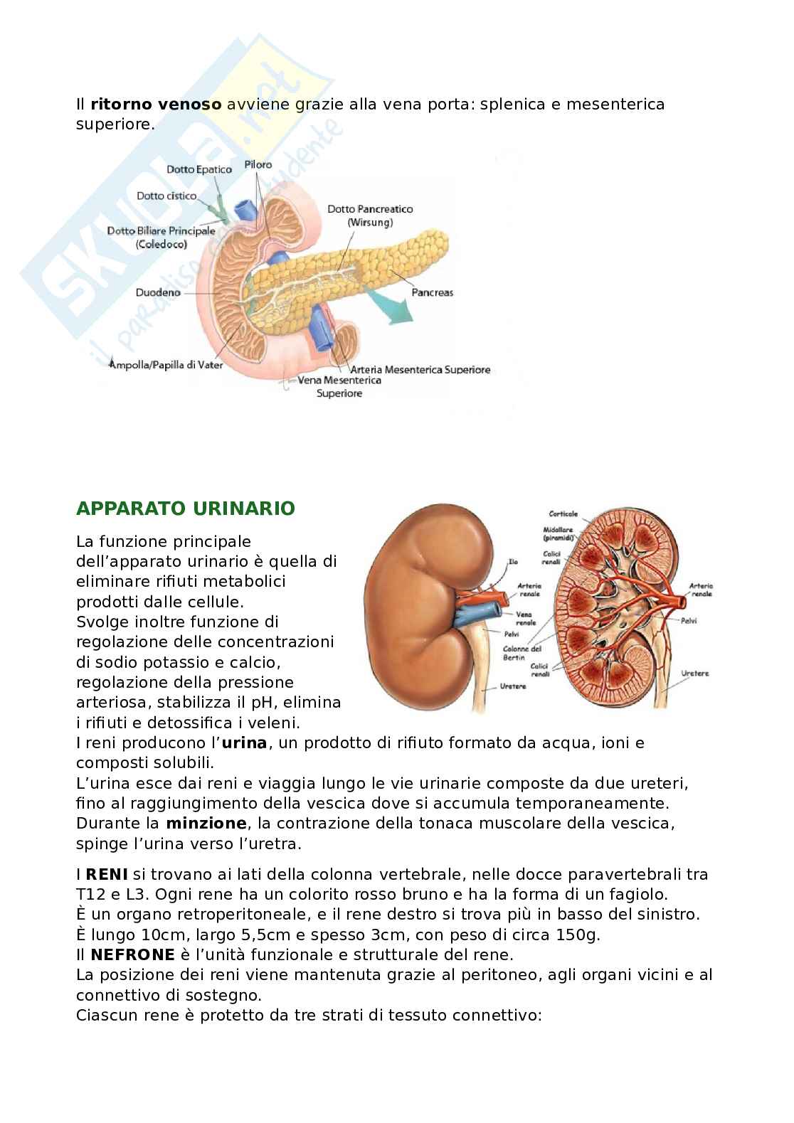 Riassunto esame Anatomia, Prof. Bandiera Pasquale, libro consigliato Anatomia umana, Martini Pag. 41