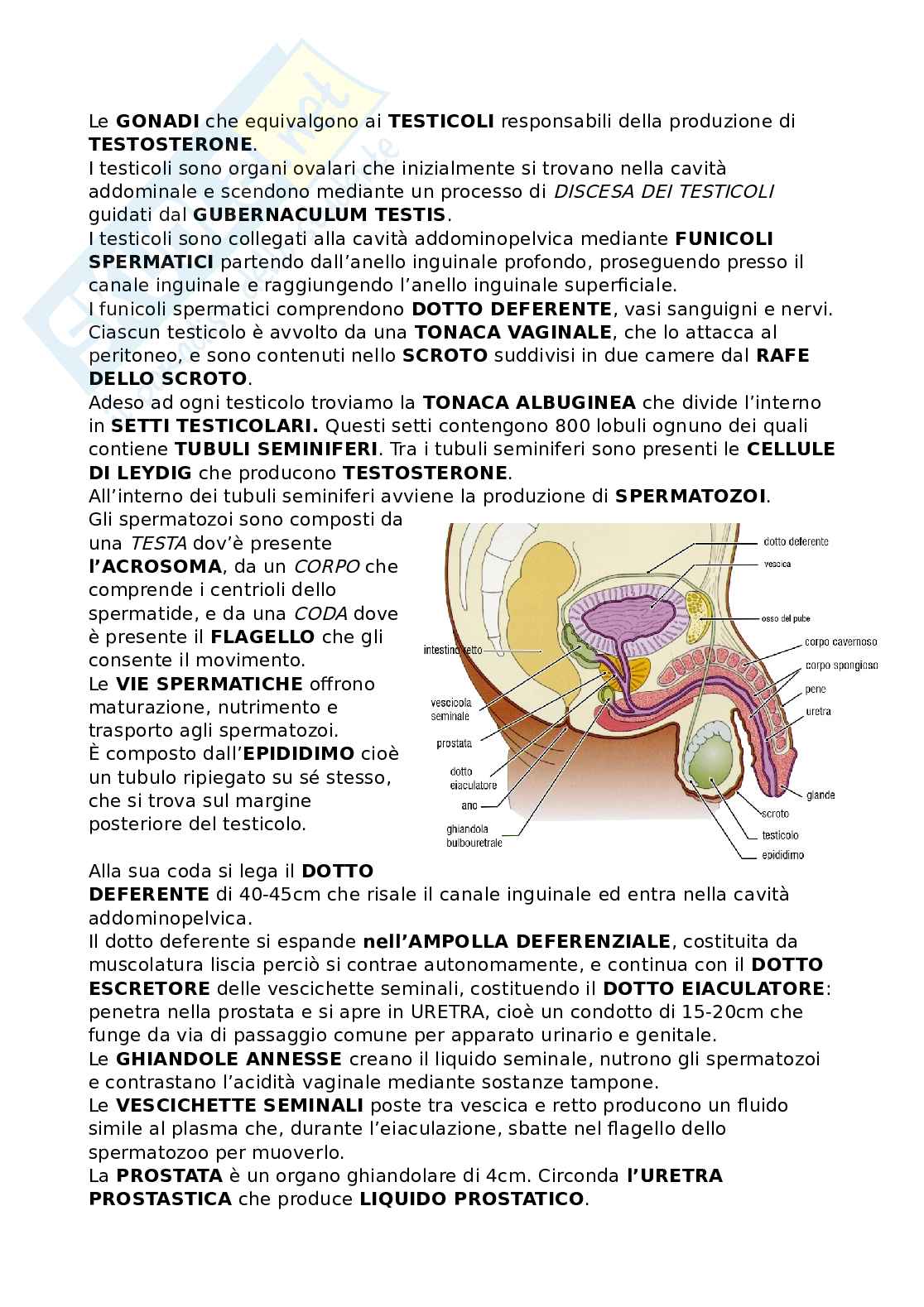 Riassunto esame Anatomia, Prof. Bandiera Pasquale, libro consigliato Anatomia umana, Martini Pag. 46