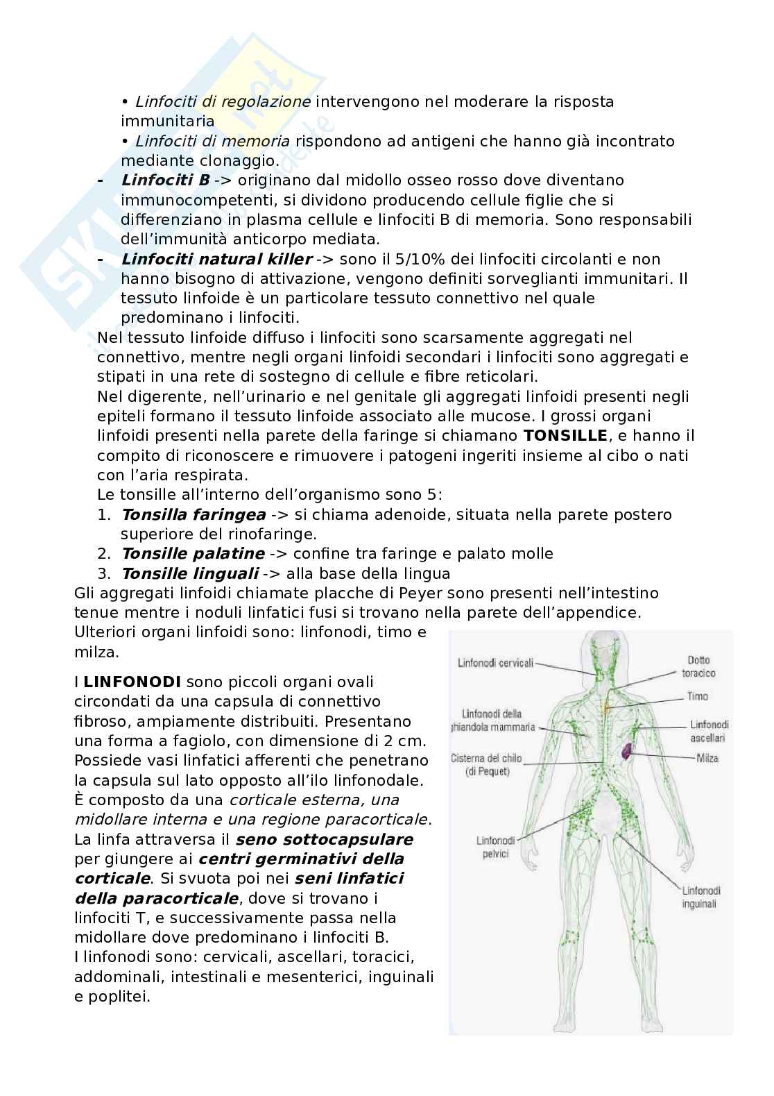 Riassunto esame Anatomia, Prof. Bandiera Pasquale, libro consigliato Anatomia umana, Martini Pag. 51