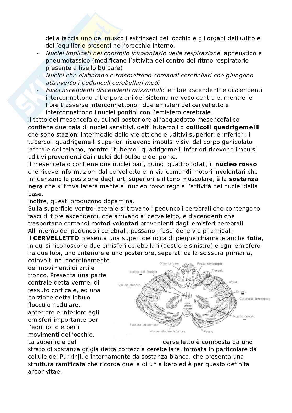 Riassunto esame Anatomia, Prof. Bandiera Pasquale, libro consigliato Anatomia umana, Martini Pag. 6