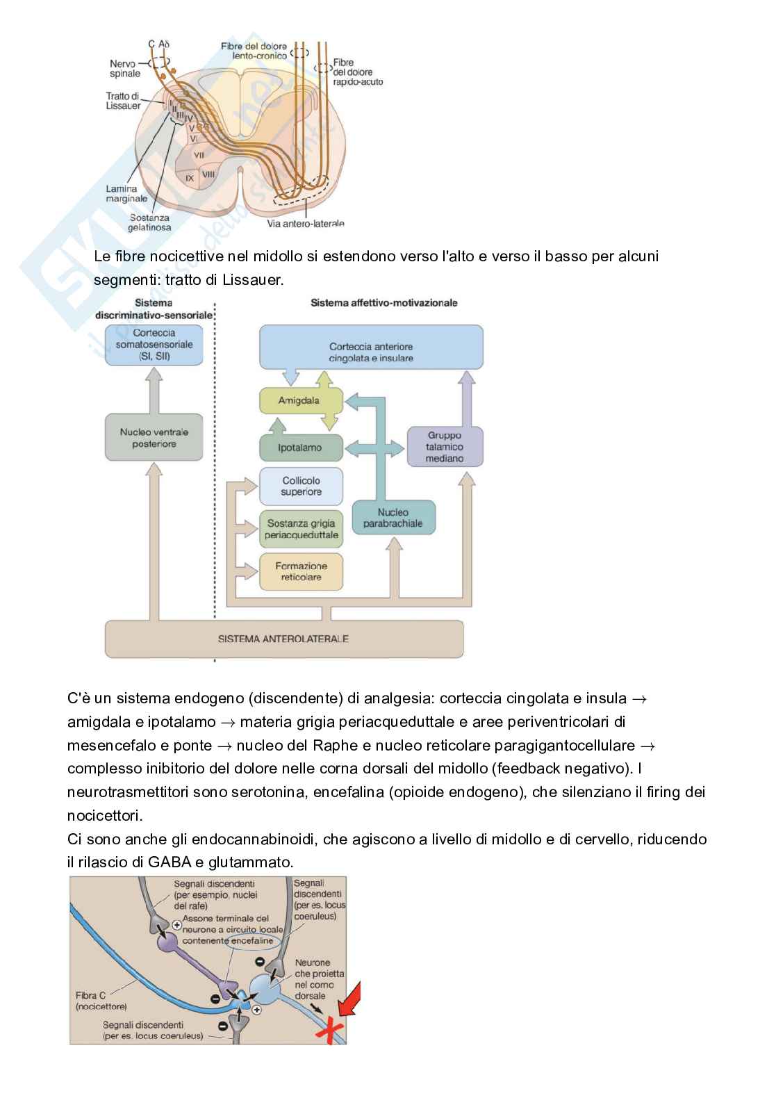 Appunti Fisiologia Pag. 11