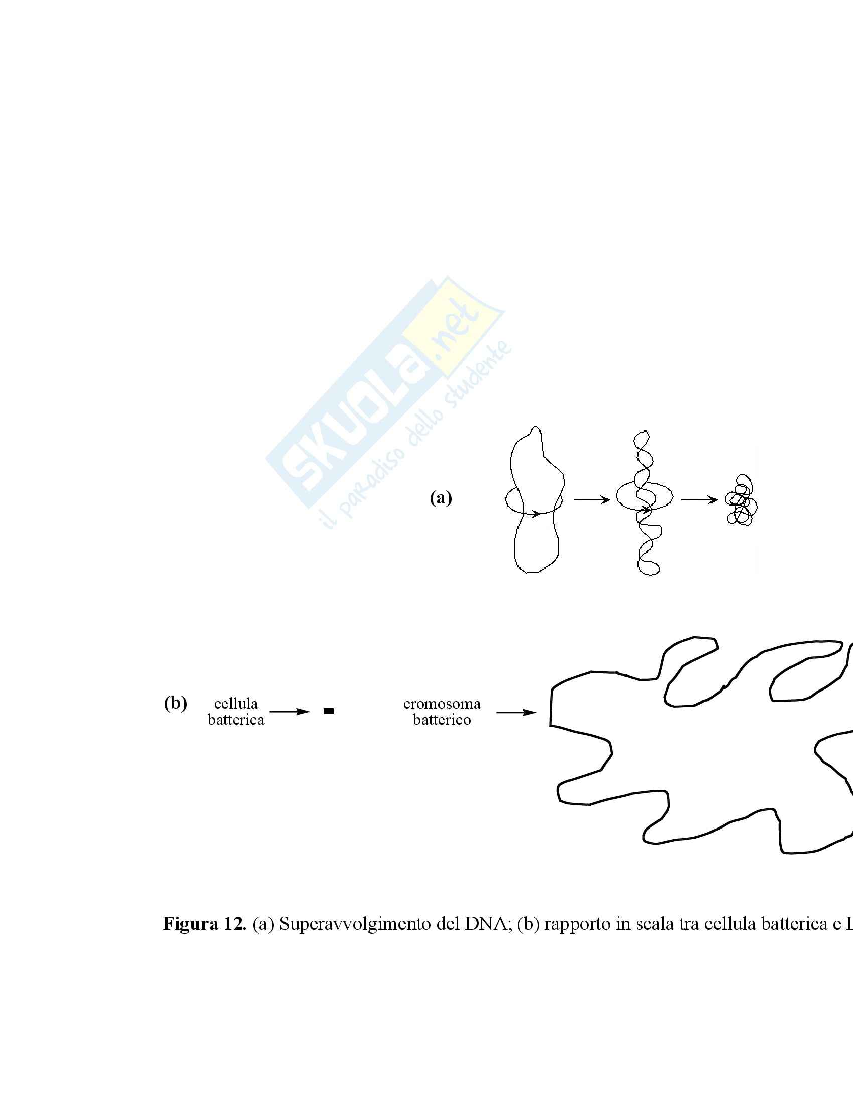 Chimica farmaceutica - antibatterici chinolonici Pag. 21