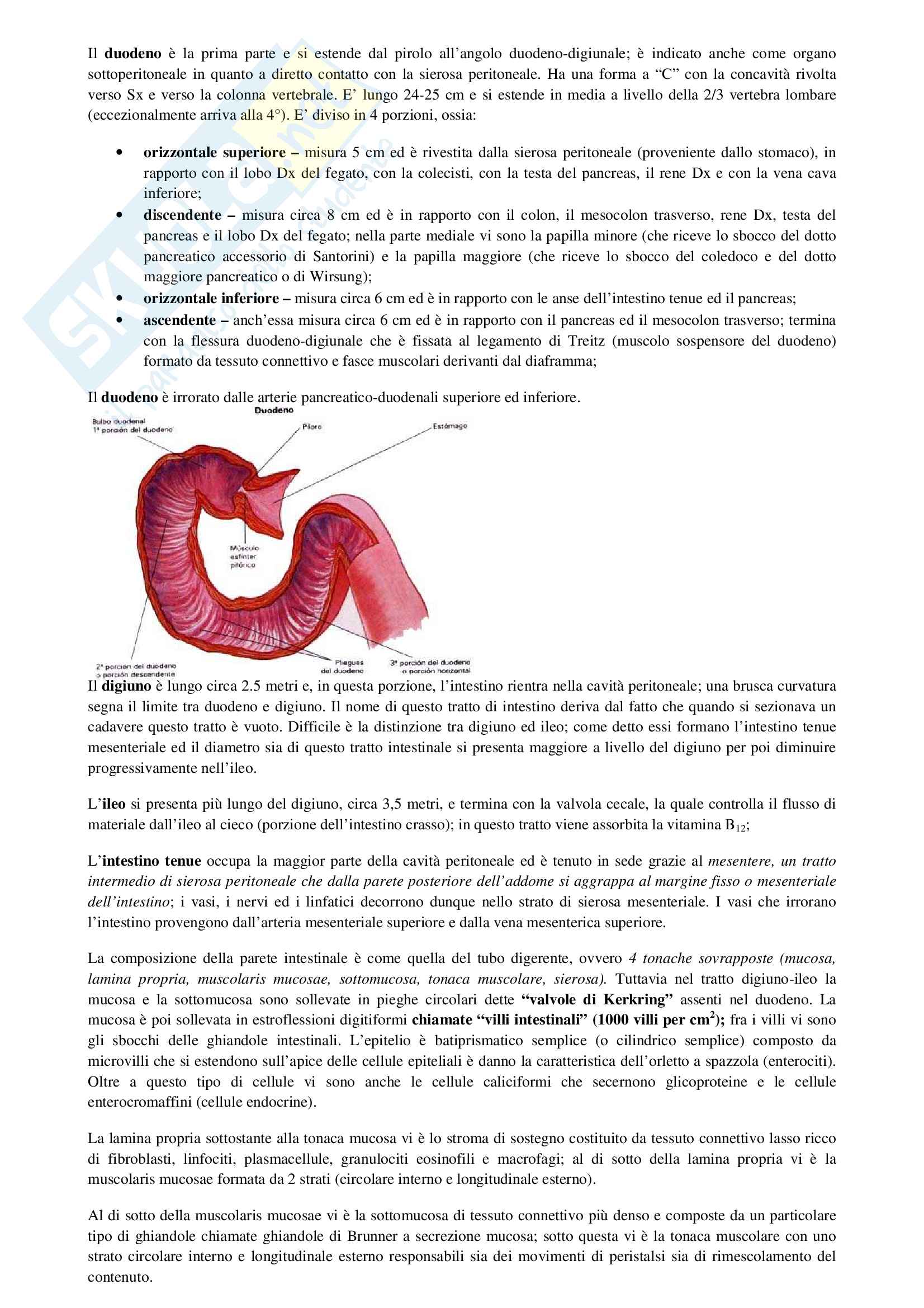 Anatomia: cavità orali, organi e sistema nervoso Pag. 11