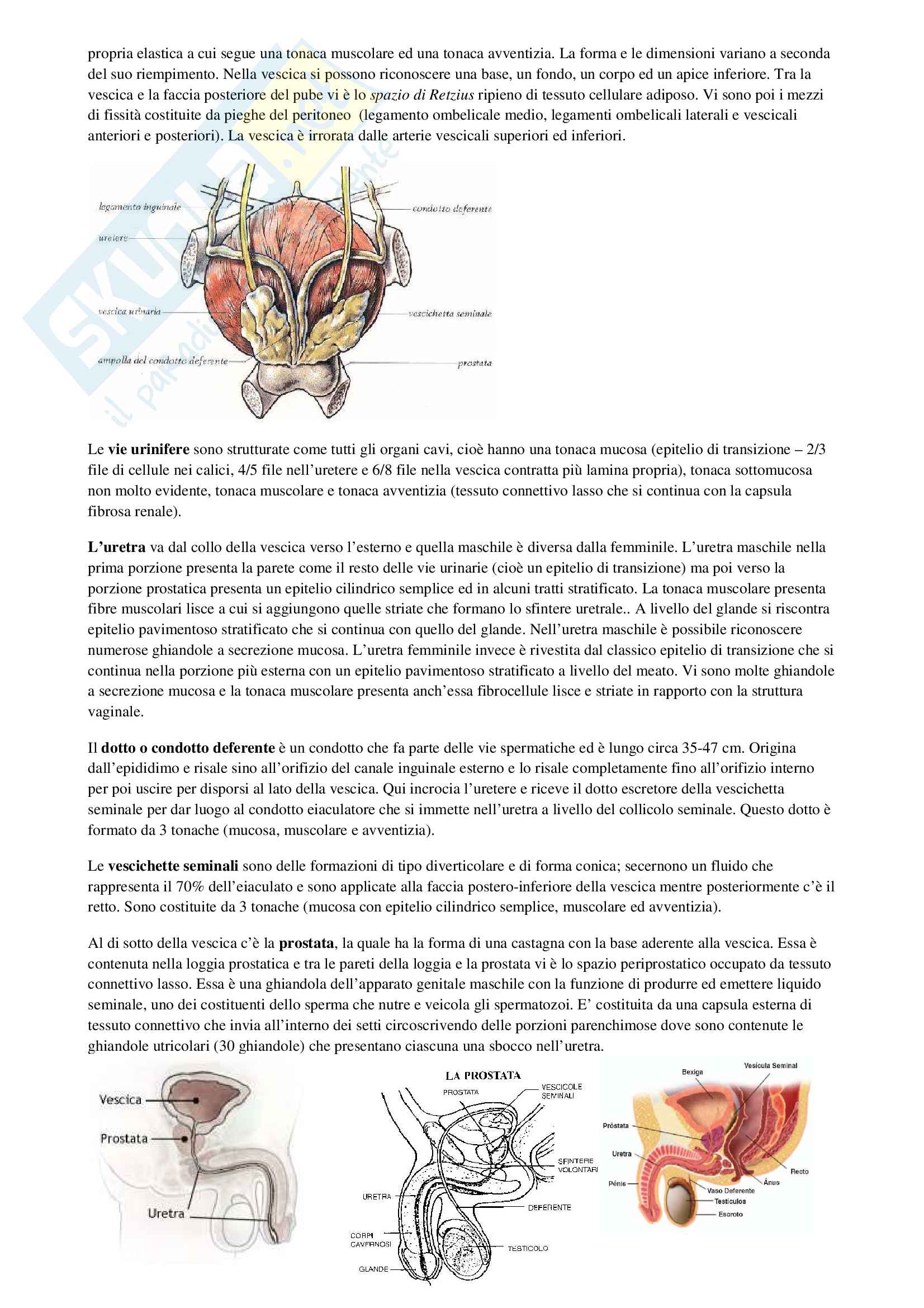 Anatomia: cavità orali, organi e sistema nervoso Pag. 26