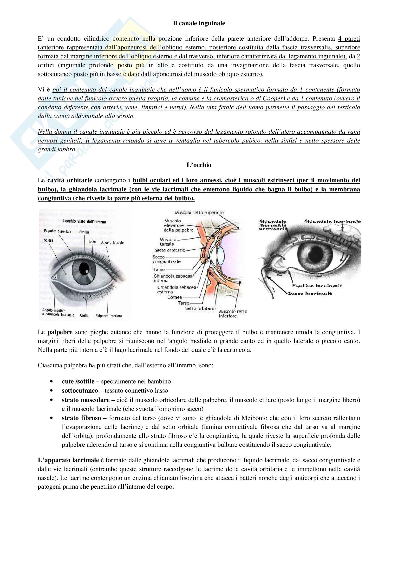 Anatomia: cavità orali, organi e sistema nervoso Pag. 31