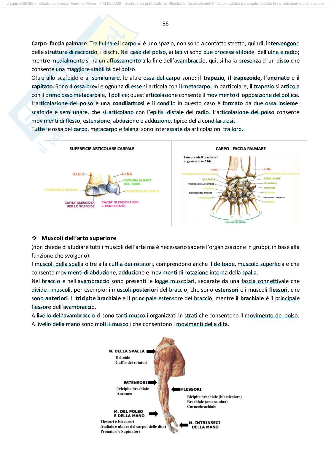 Appunti Anatomia Morelli Pag. 36