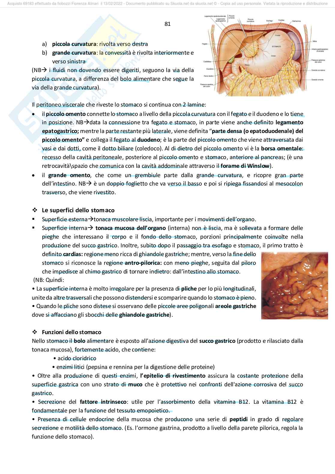 Appunti Anatomia Morelli Pag. 81