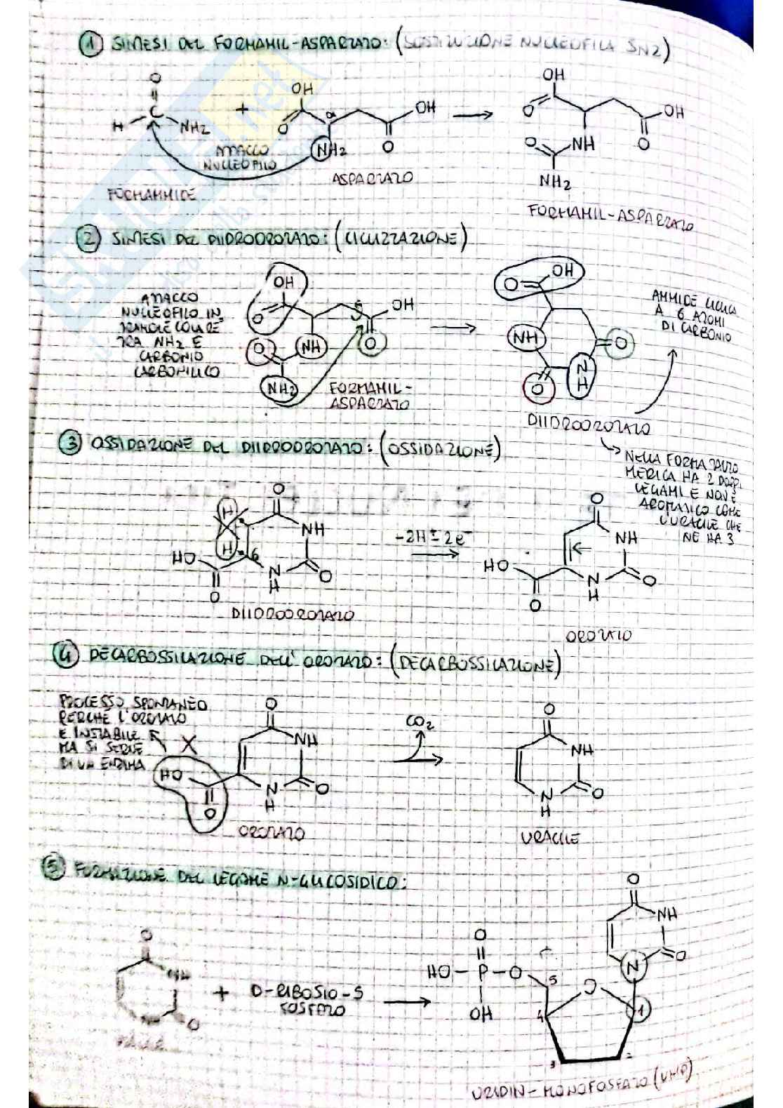 Biochimica I - seconda parte Pag. 1