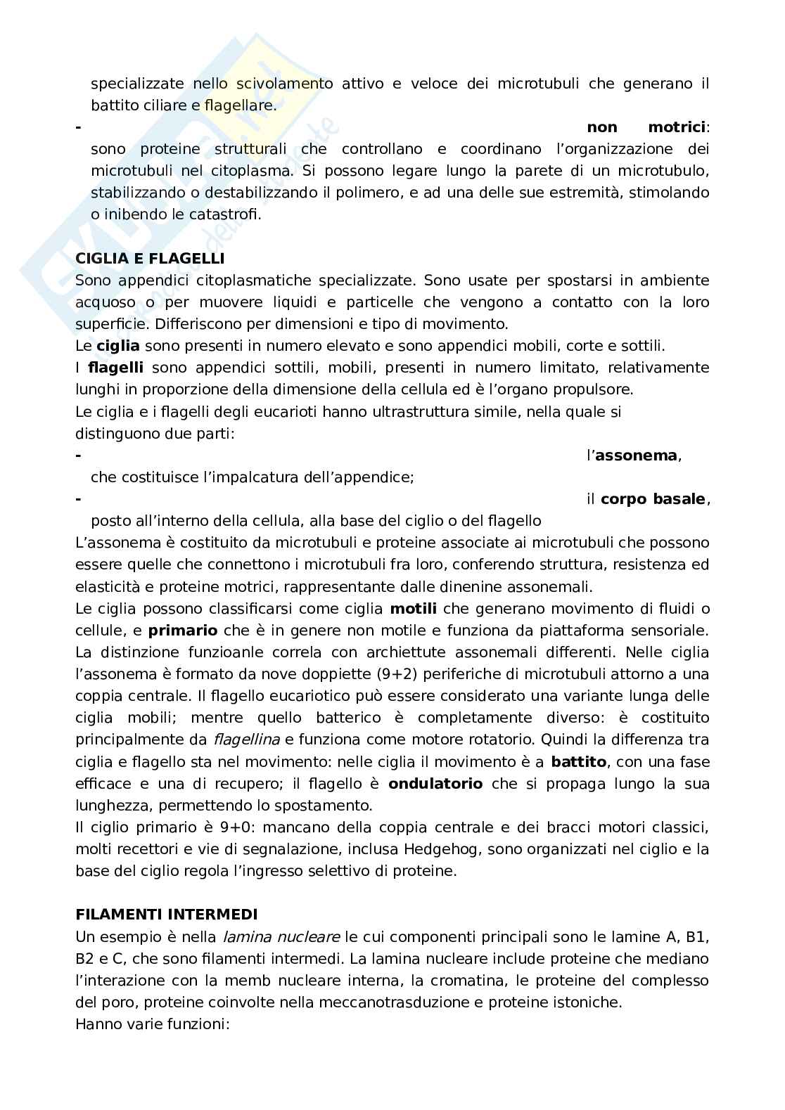 Matrice extracellulare, citoscheletro e comunicazione cellulare  Pag. 6
