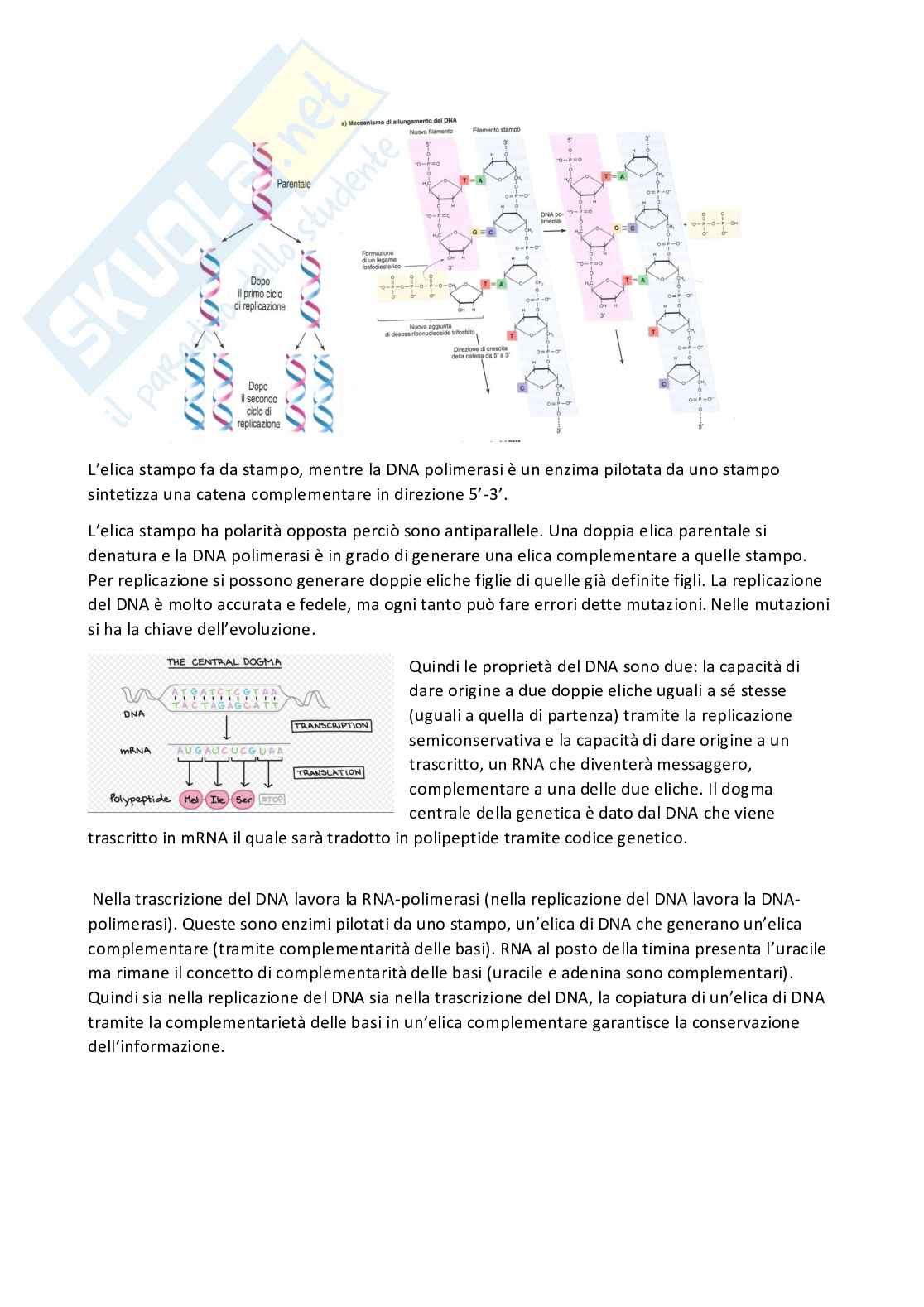 Genetica I - Appunti  Pag. 2