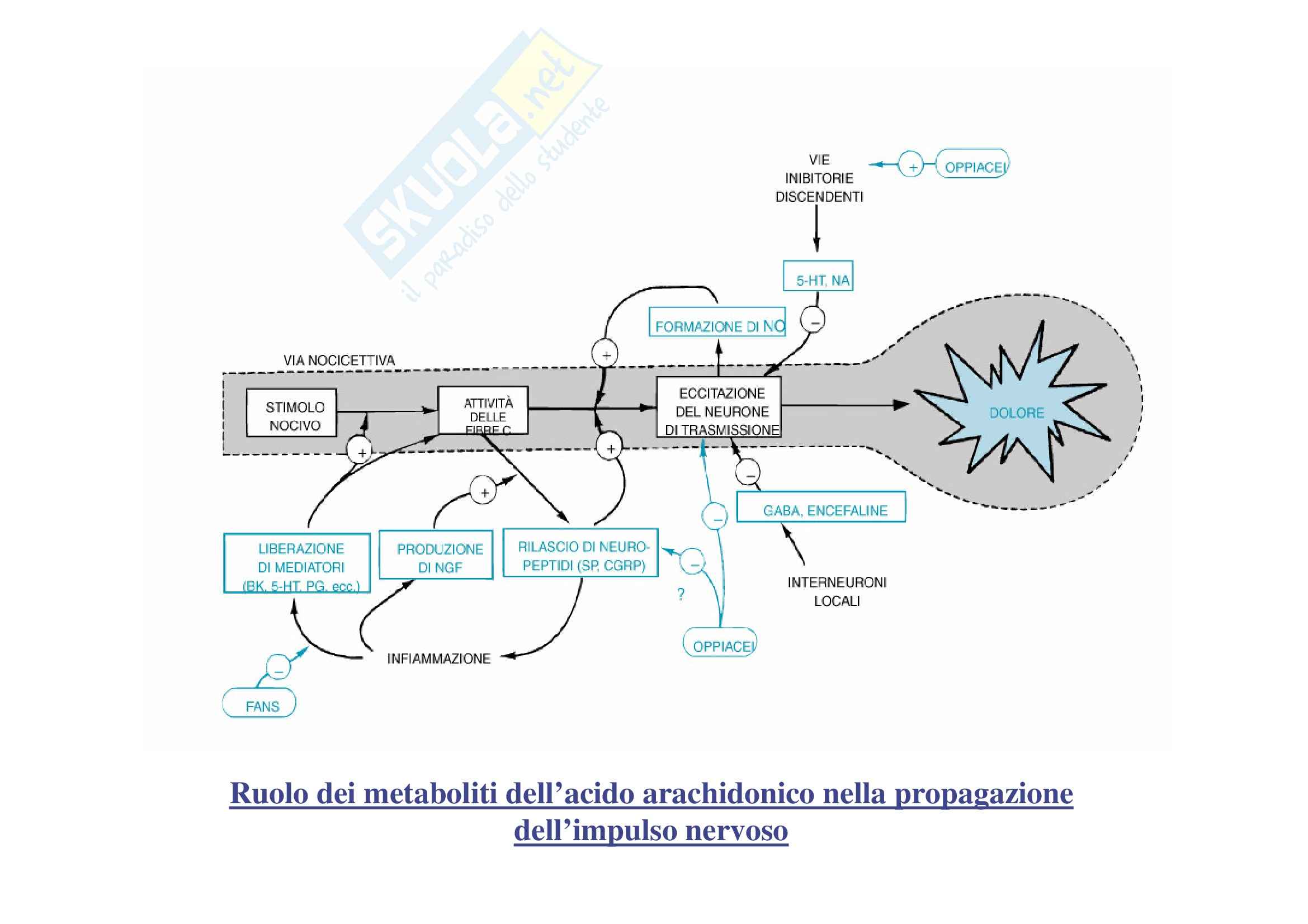 Scienze infermieristiche - fans e glucocorticoidi Pag. 31