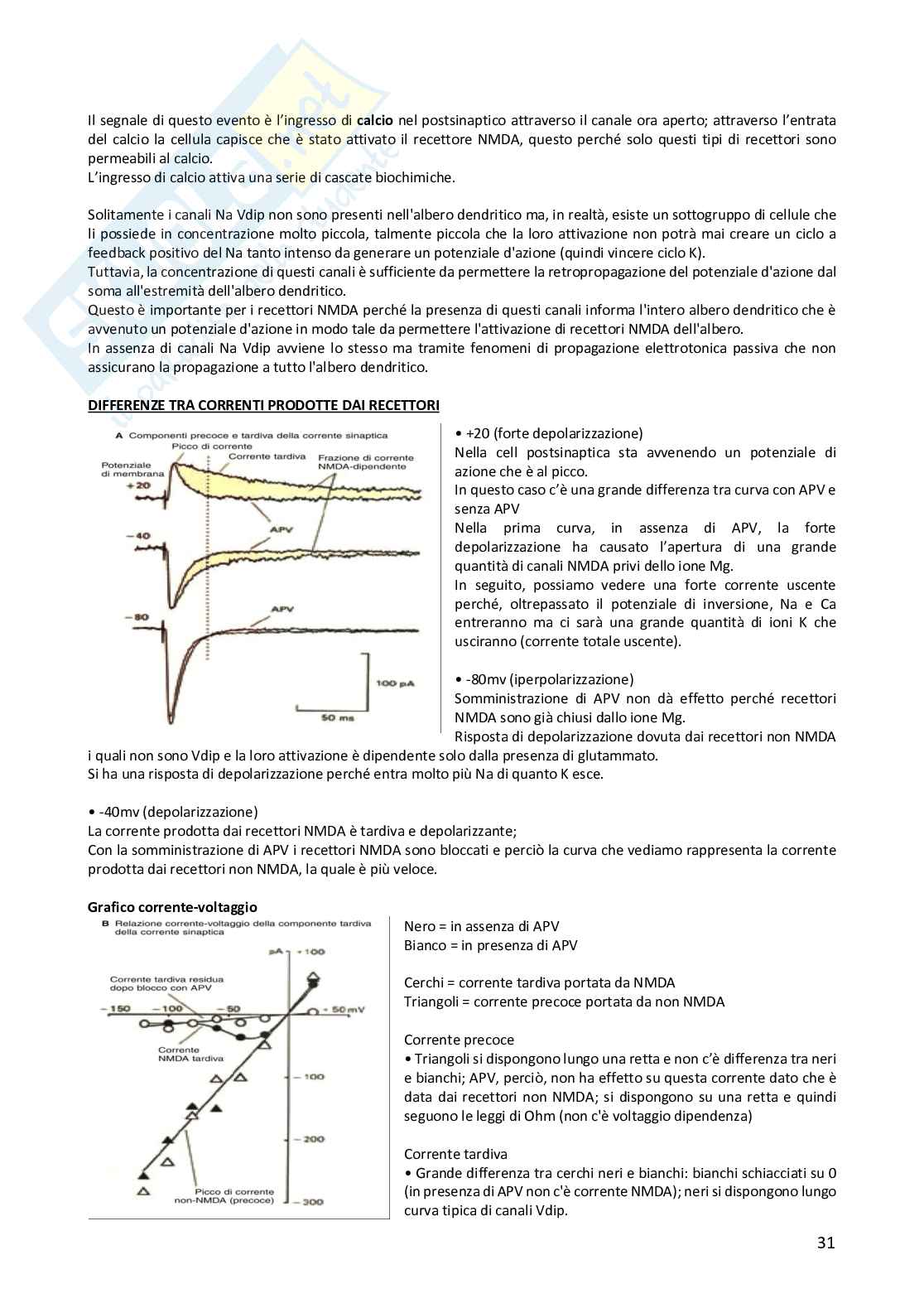 Fondamenti anatomo-fisiologici dell'attività psichica - modulo 1 Pag. 31