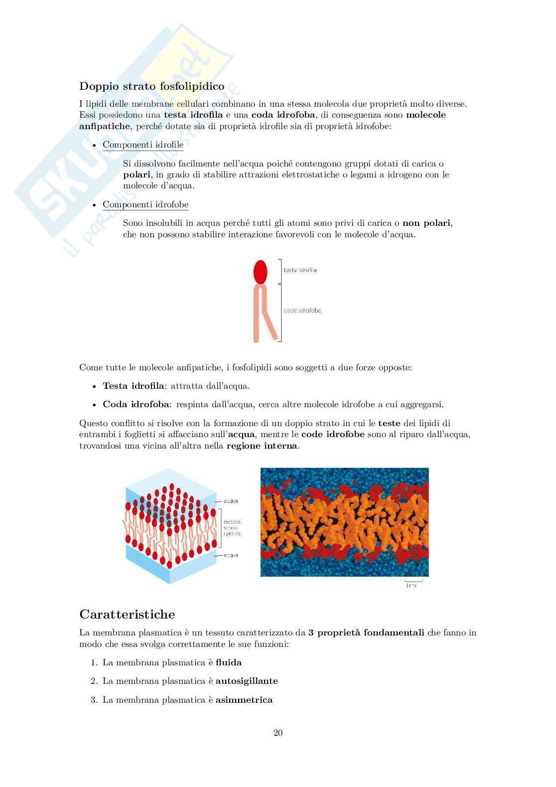 Appunti di Biologia Pag. 21