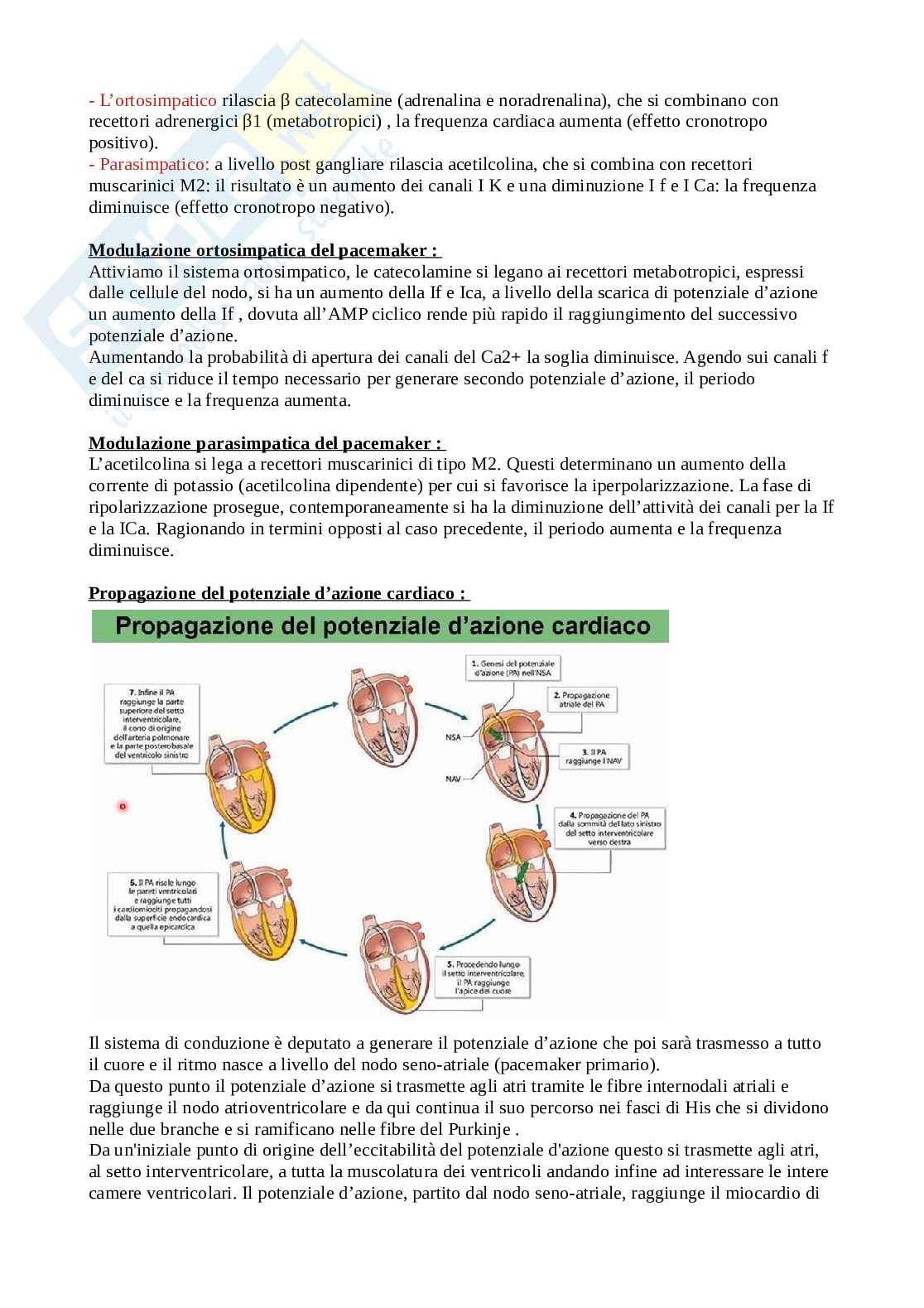 Appunti Fisiologia umana Pag. 36