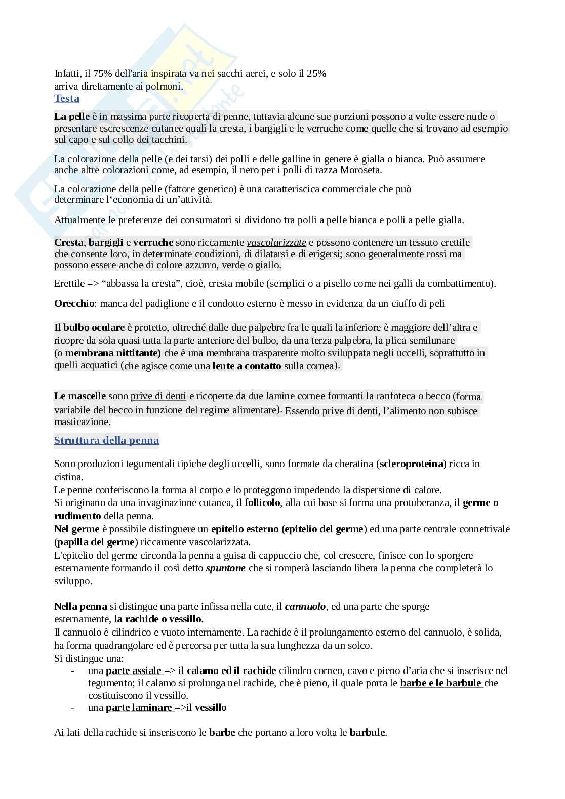 Avicoli Pag. 6