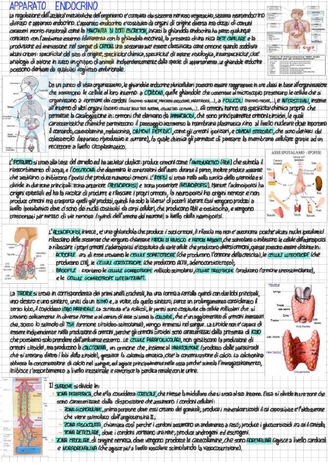 Riassunto esame Anatomia con elementi di istologia, Prof. Gesi Marco, libro consigliato Anatomia del corpo umano, volume II, Marco Gesi Pag. 26