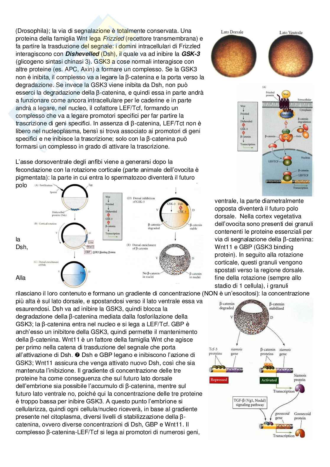 Appunti esame Biologia dello sviluppo  Pag. 66