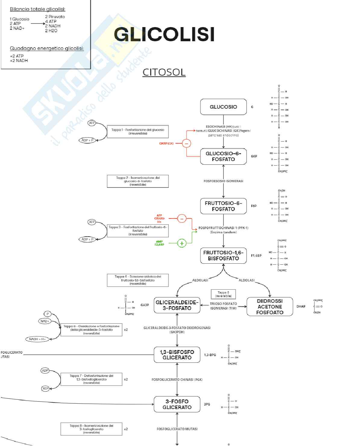 Glicolisi, fermentazione lattica/alcolica, gluconeogenesi, enzima Tandem Pag. 1
