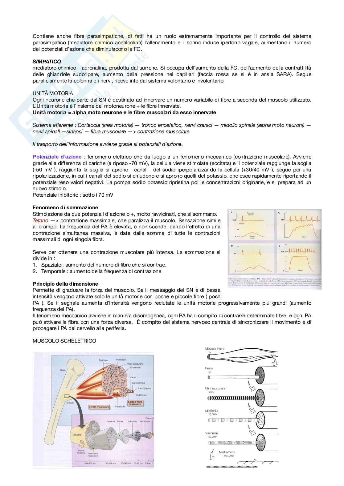 Fisiologia applicata allo sport Pag. 2