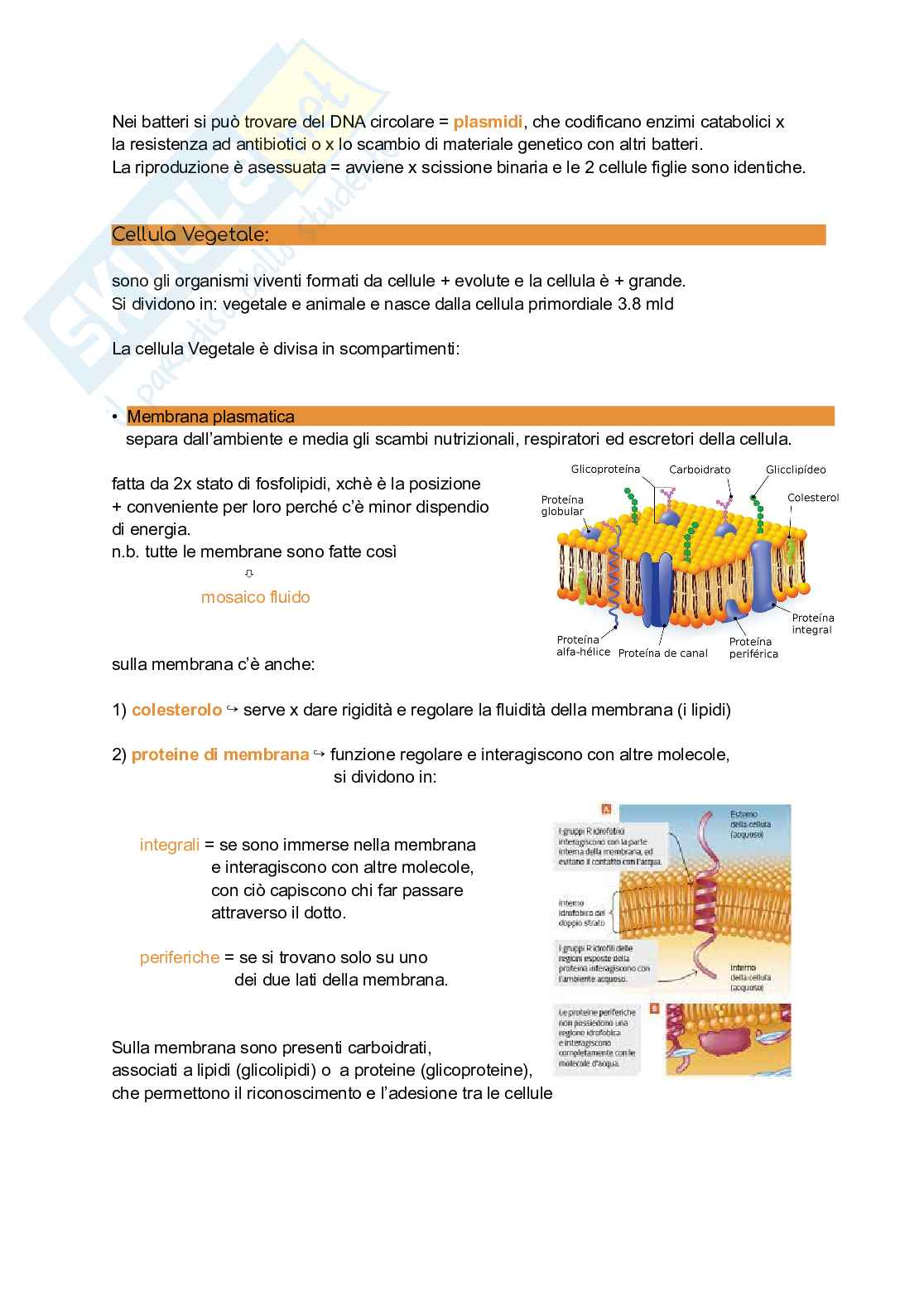 Riassunto esame Elementi di biologia e produzioni primarie, Prof. Giorgi Annamaria, libro consigliato Biologia delle piante di Raven, Evert, Eichhorn Pag. 2