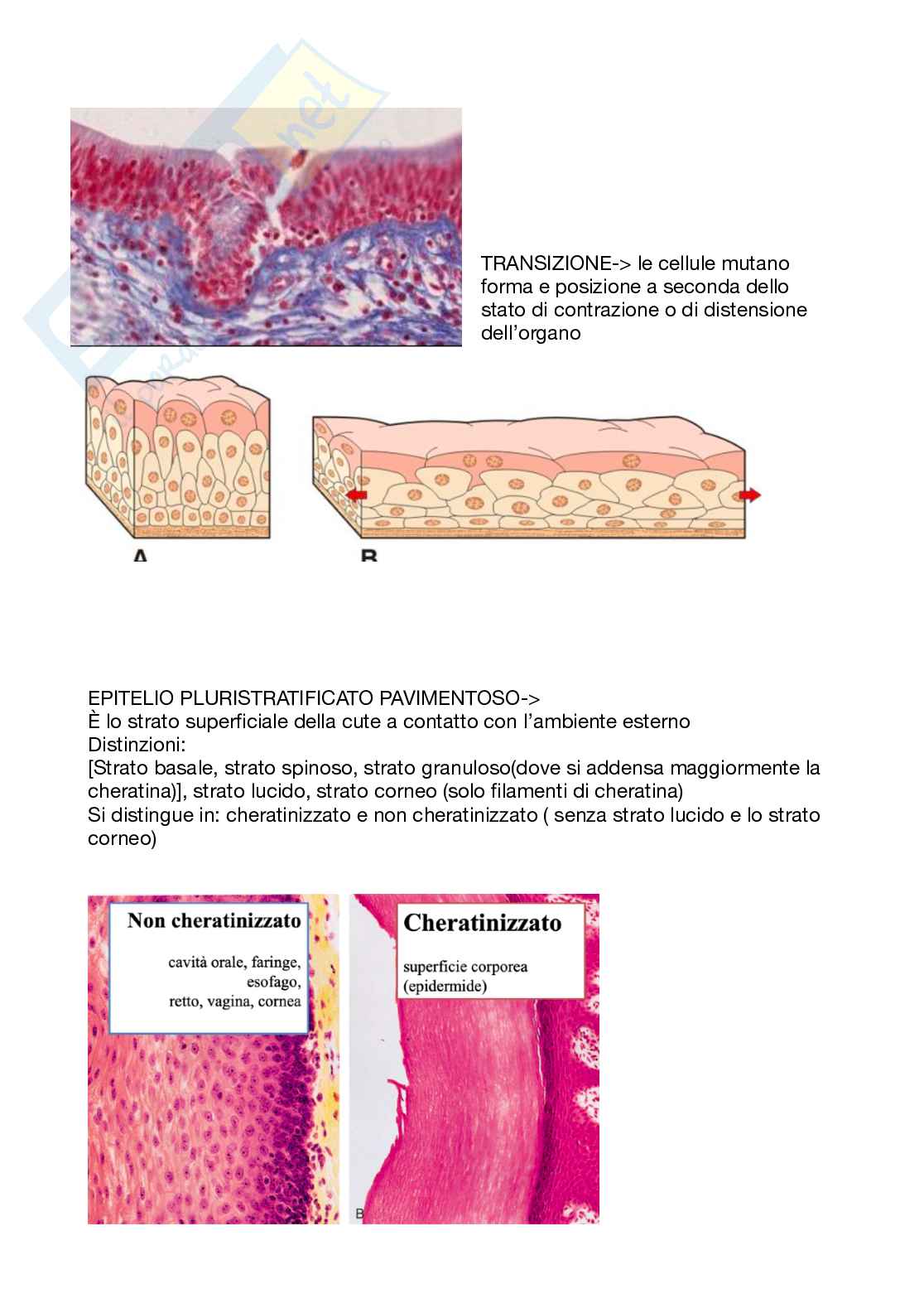 Istologia 1 anno Pag. 11
