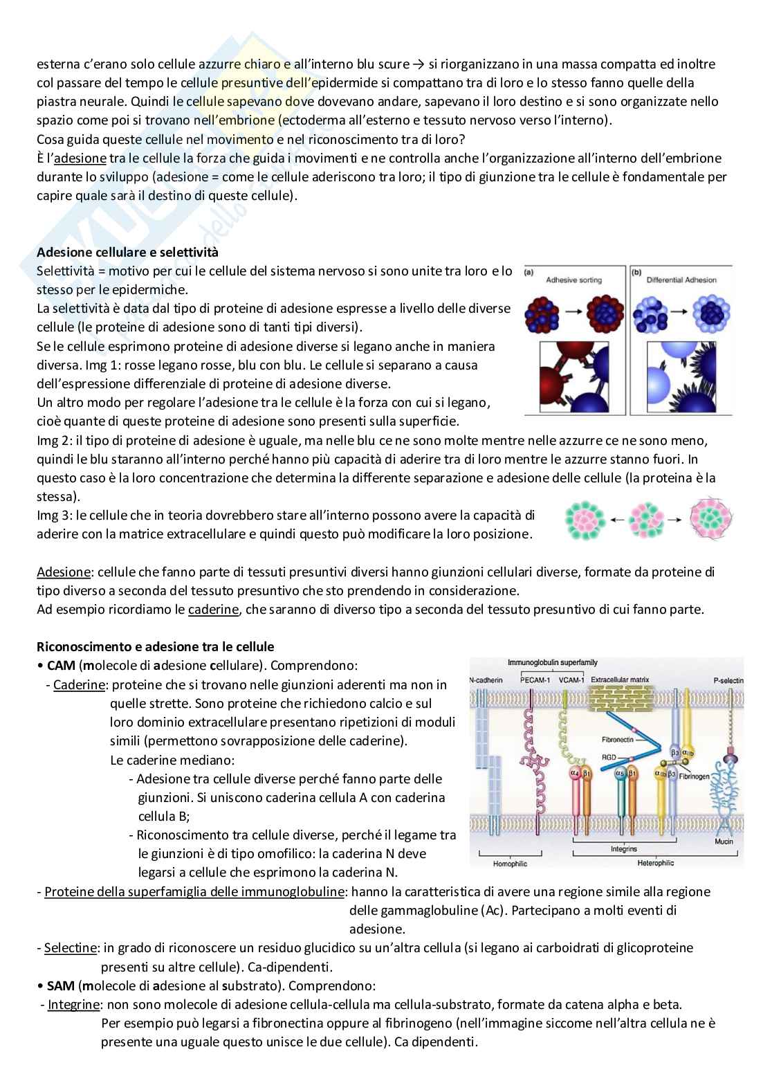 Appunti di Biologia dello Sviluppo Pag. 36