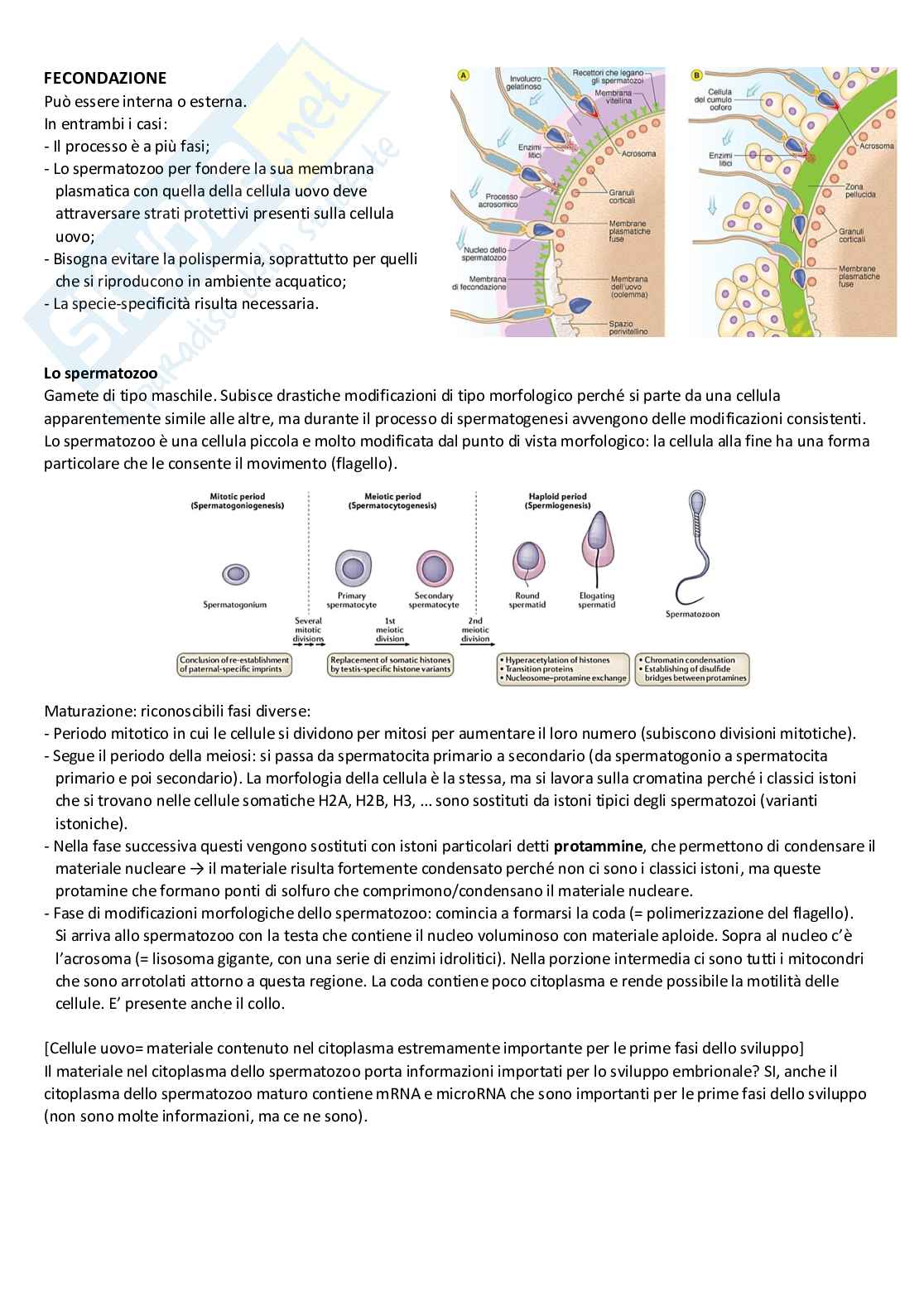 Appunti di Biologia dello Sviluppo Pag. 41